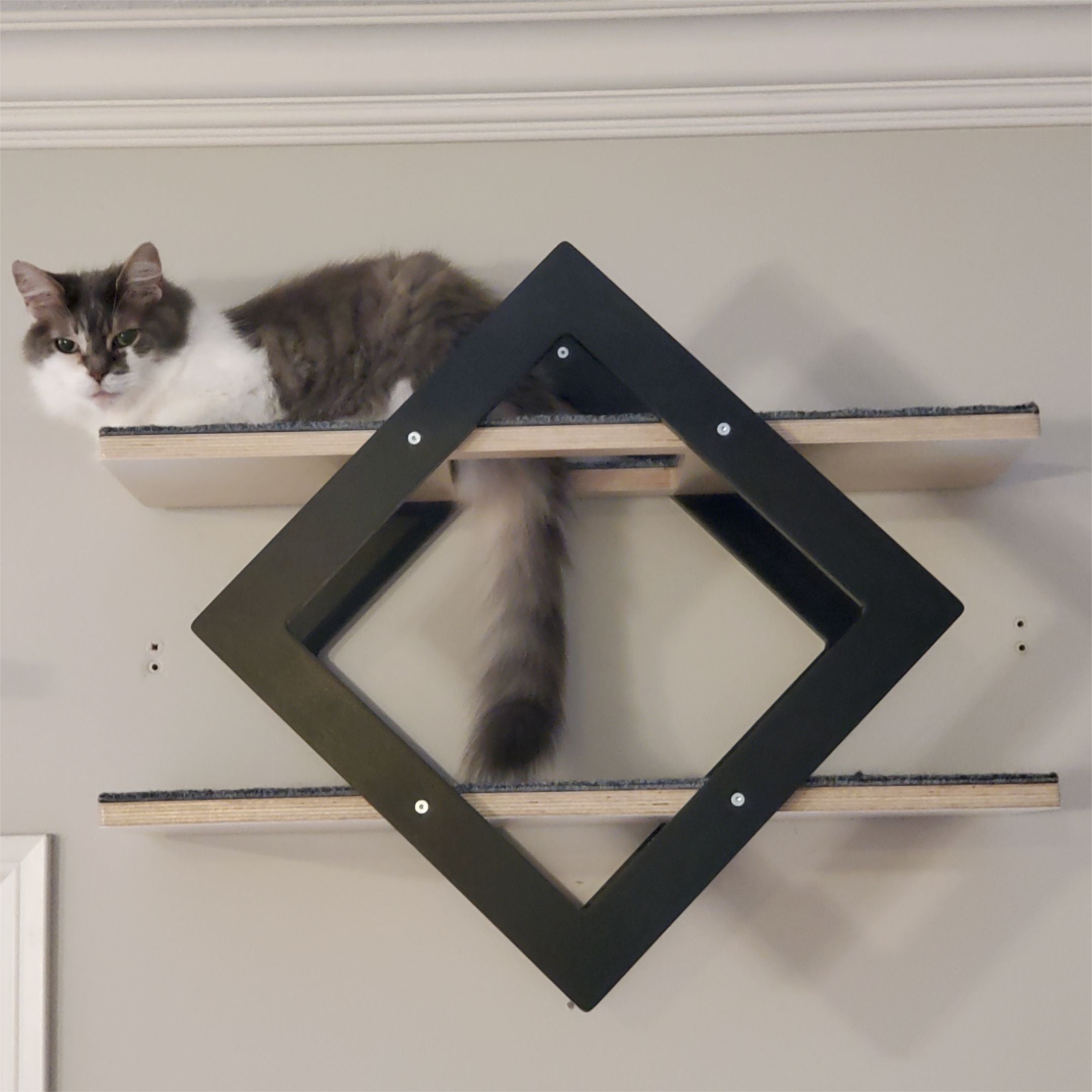 Cat Wall Shelf - Wally Gem - Scratchy Things Premium Pet Furniture