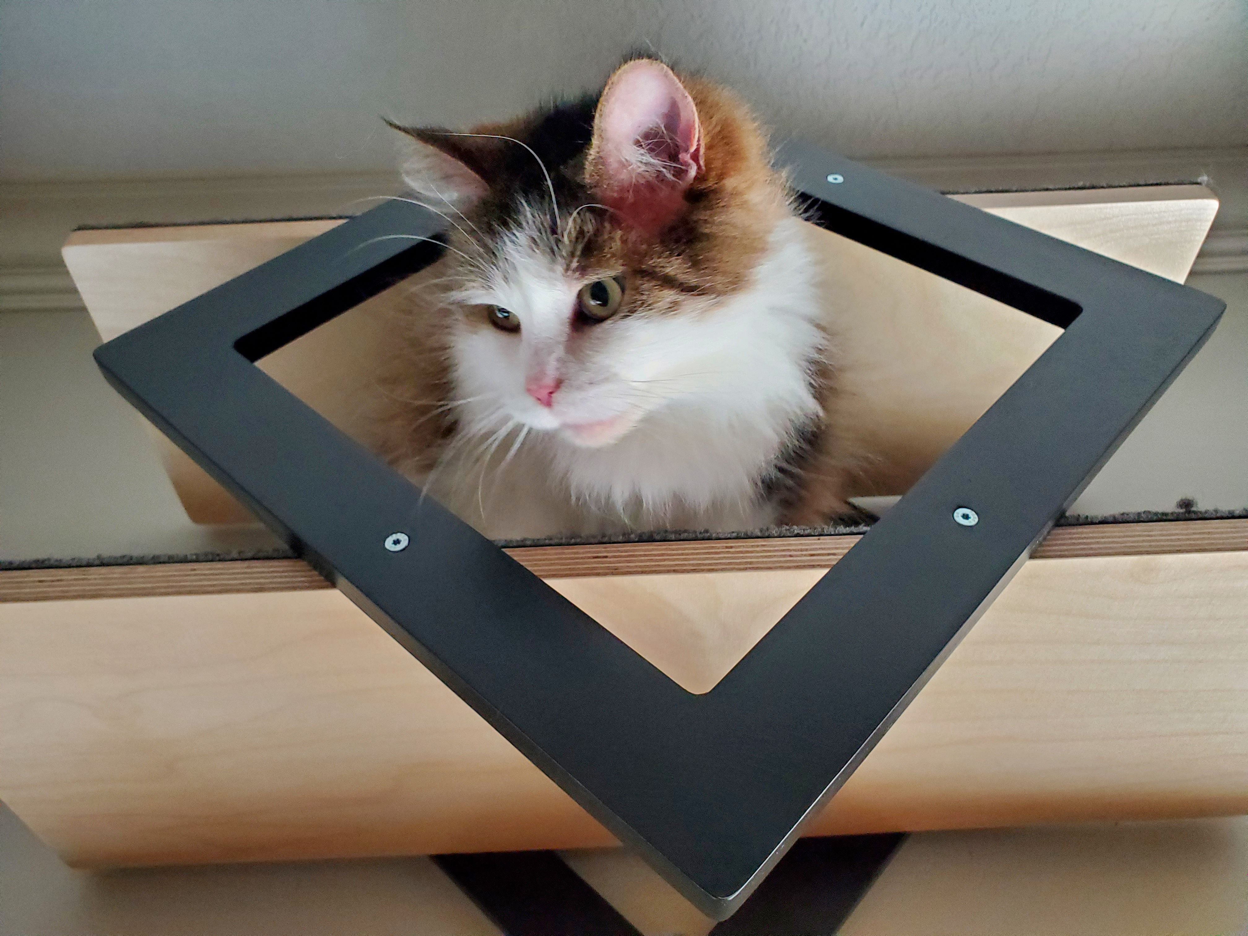 Cat Wall Shelf - Wally Gem - Scratchy Things Premium Pet Furniture