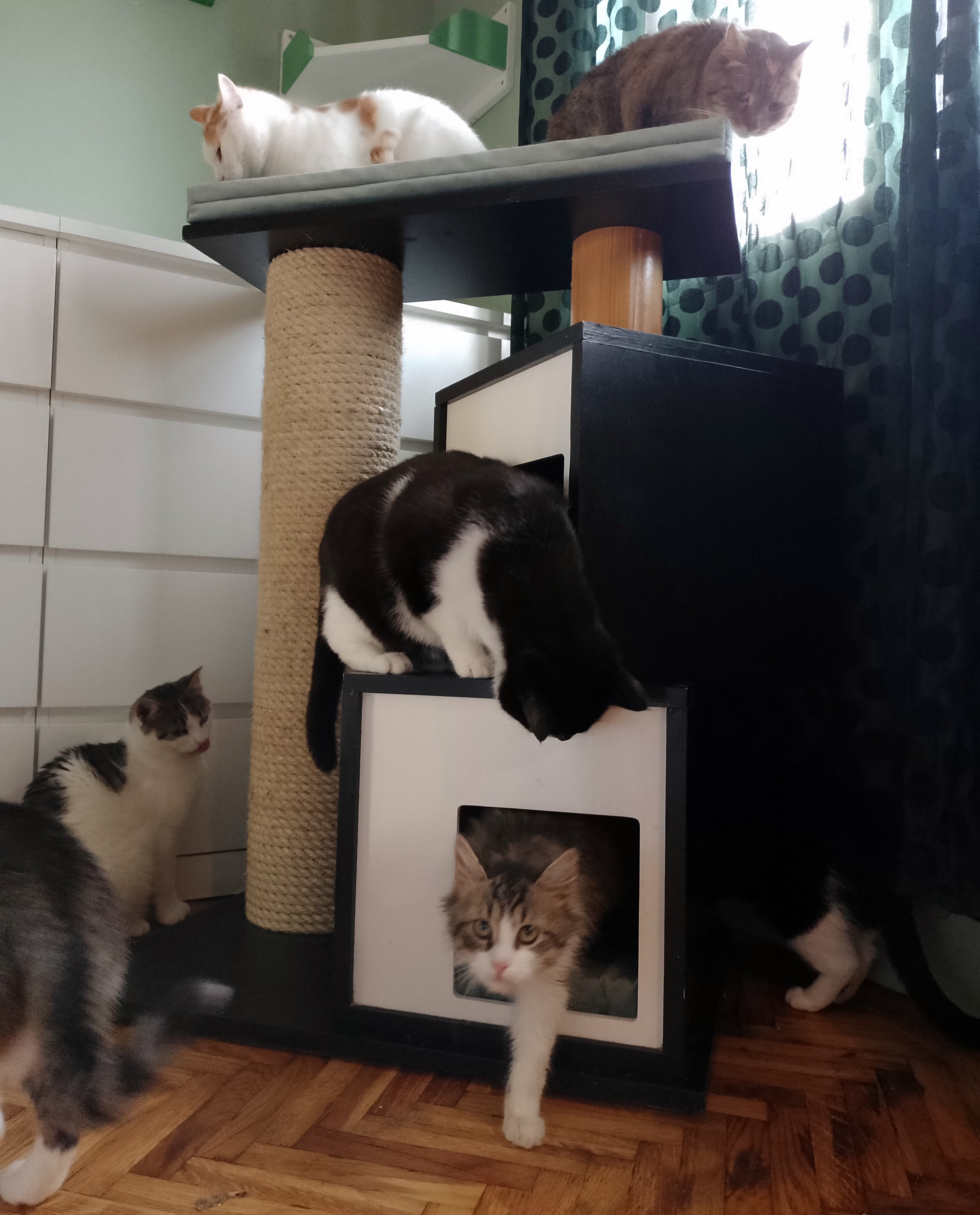 Cat Scratcher Pole House Bed Cushion Standalone - Boxy Duo 35 cat scratcher - Scratchy Things Premium Pet Furniture