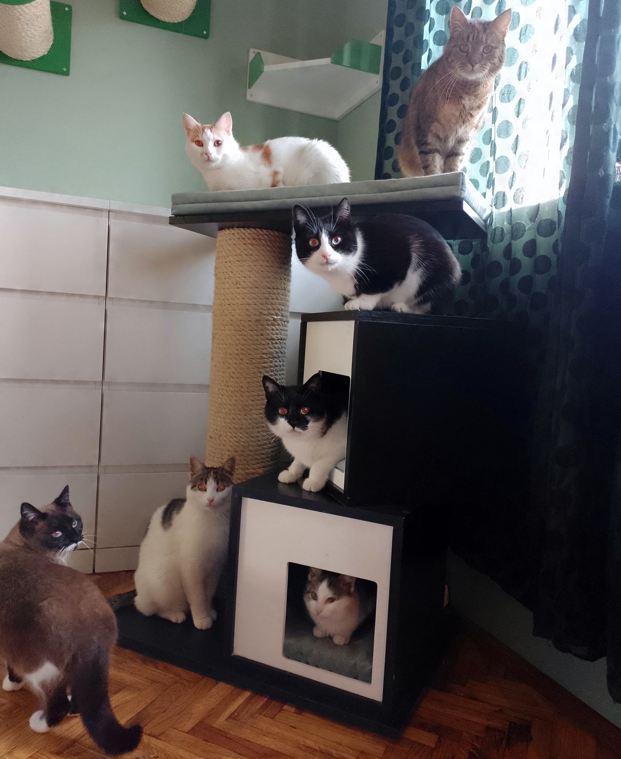 Cat Scratcher Pole House Bed Cushion Standalone - Boxy Duo 35 cat scratcher - Scratchy Things Premium Pet Furniture