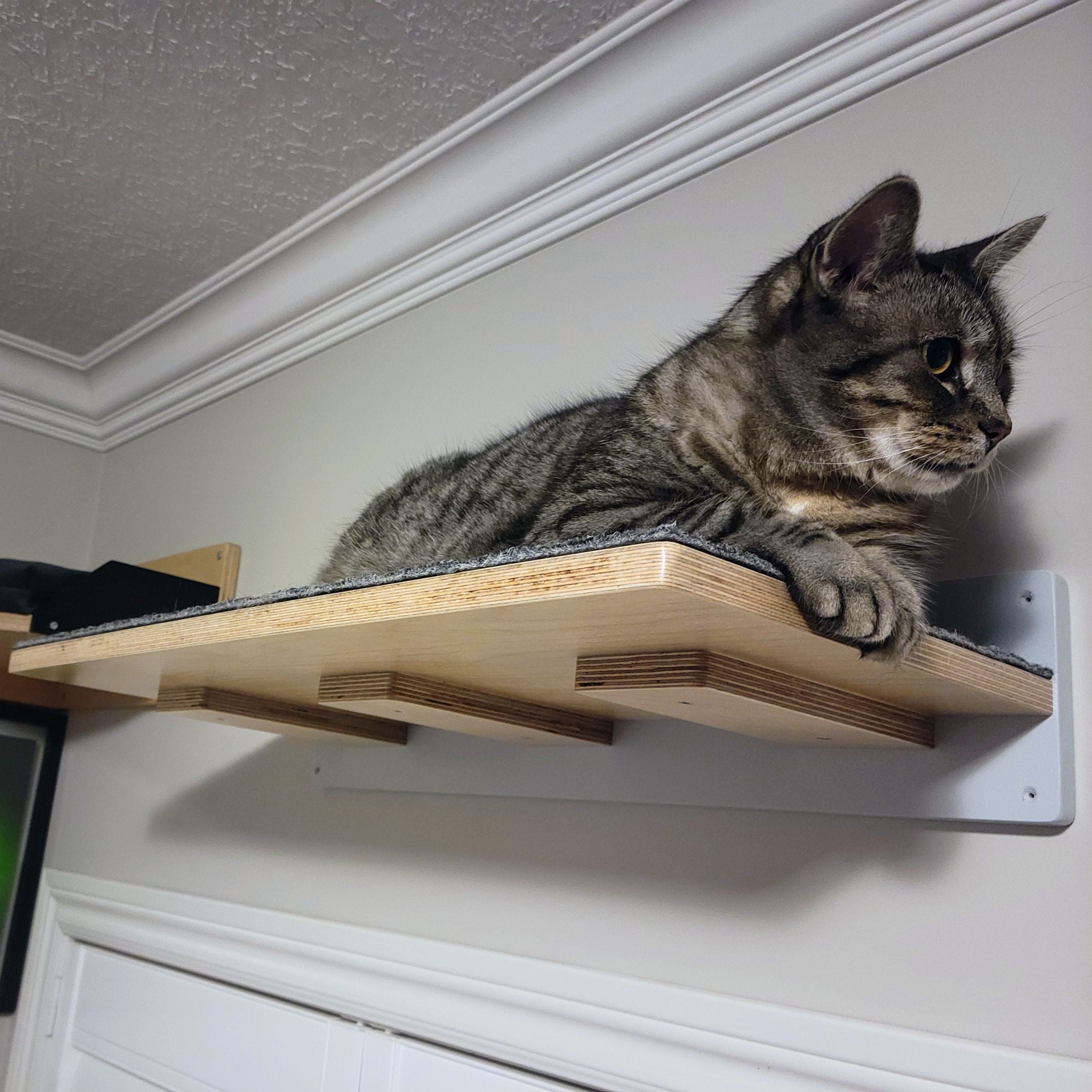 Cat Wall Shelf Step - Wally Flat - Scratchy Things Premium Pet Furniture