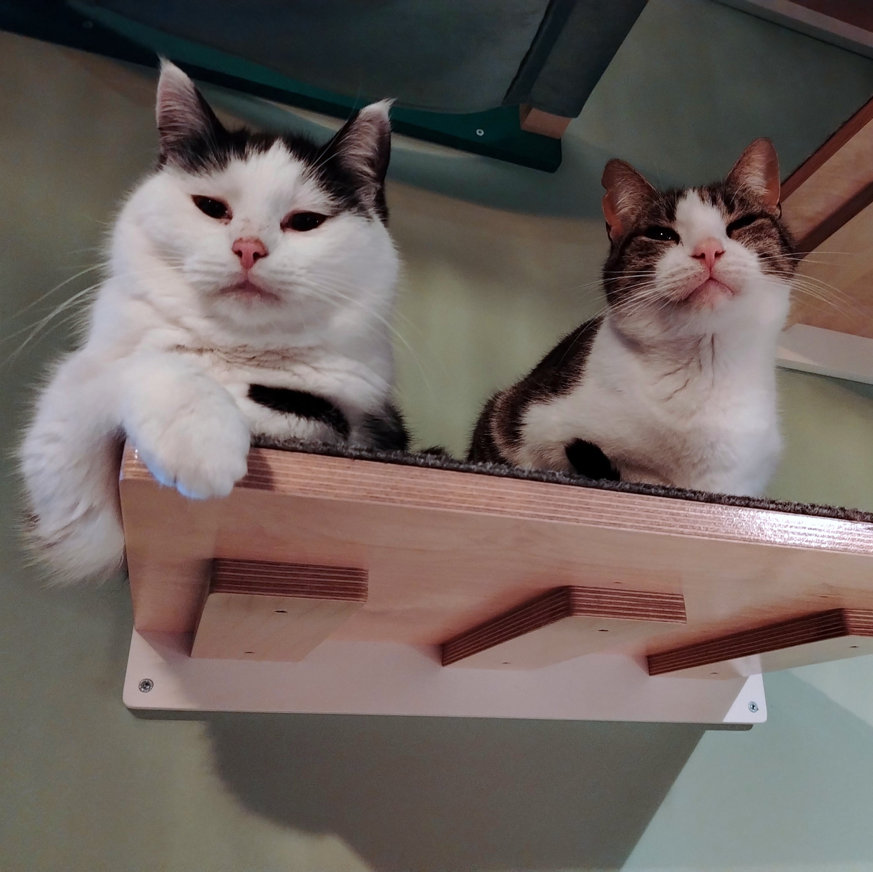 Cat Wall Shelf Step - Wally Flat - Scratchy Things Premium Pet Furniture