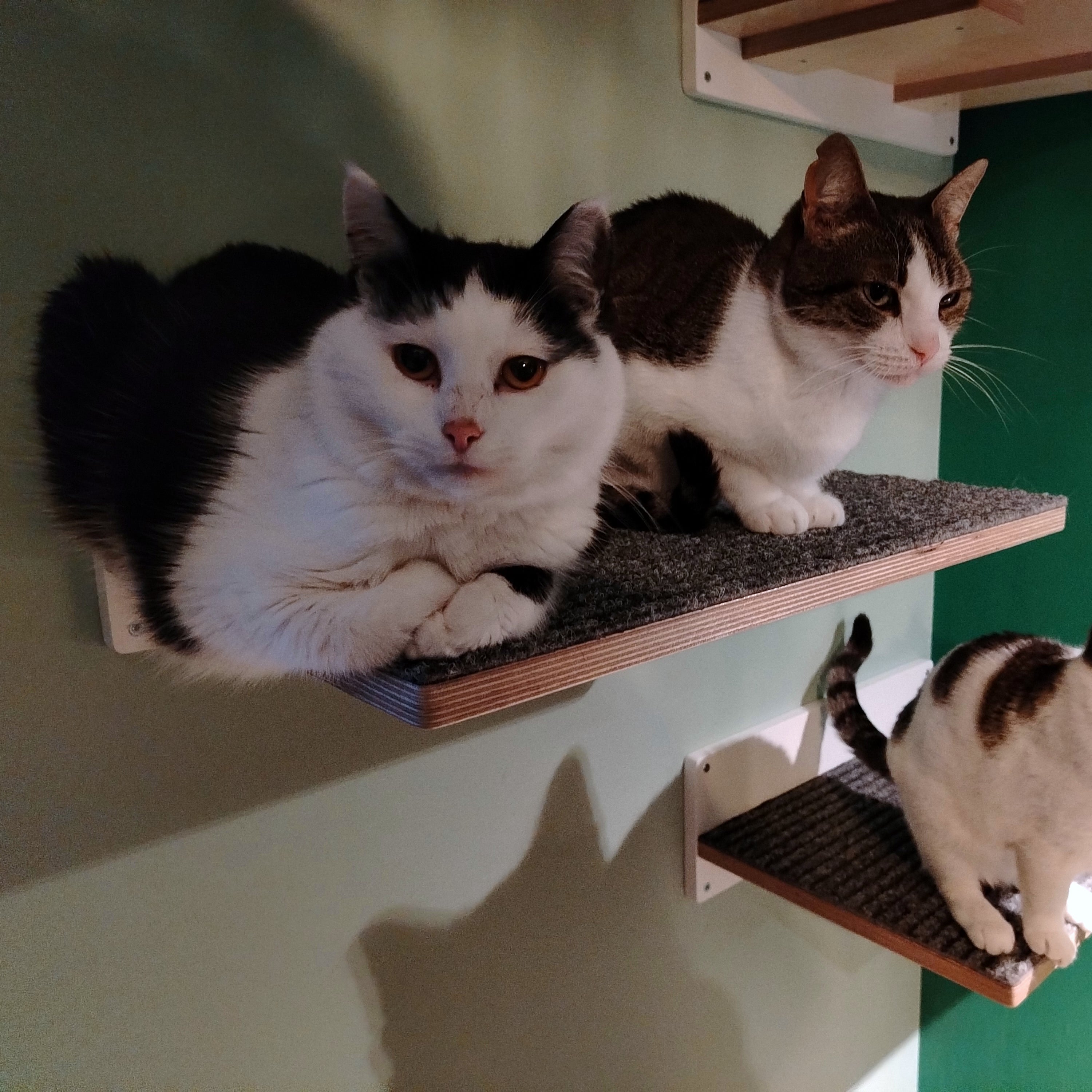 Cat Wall Shelf Step - Wally Flat - Scratchy Things Premium Pet Furniture