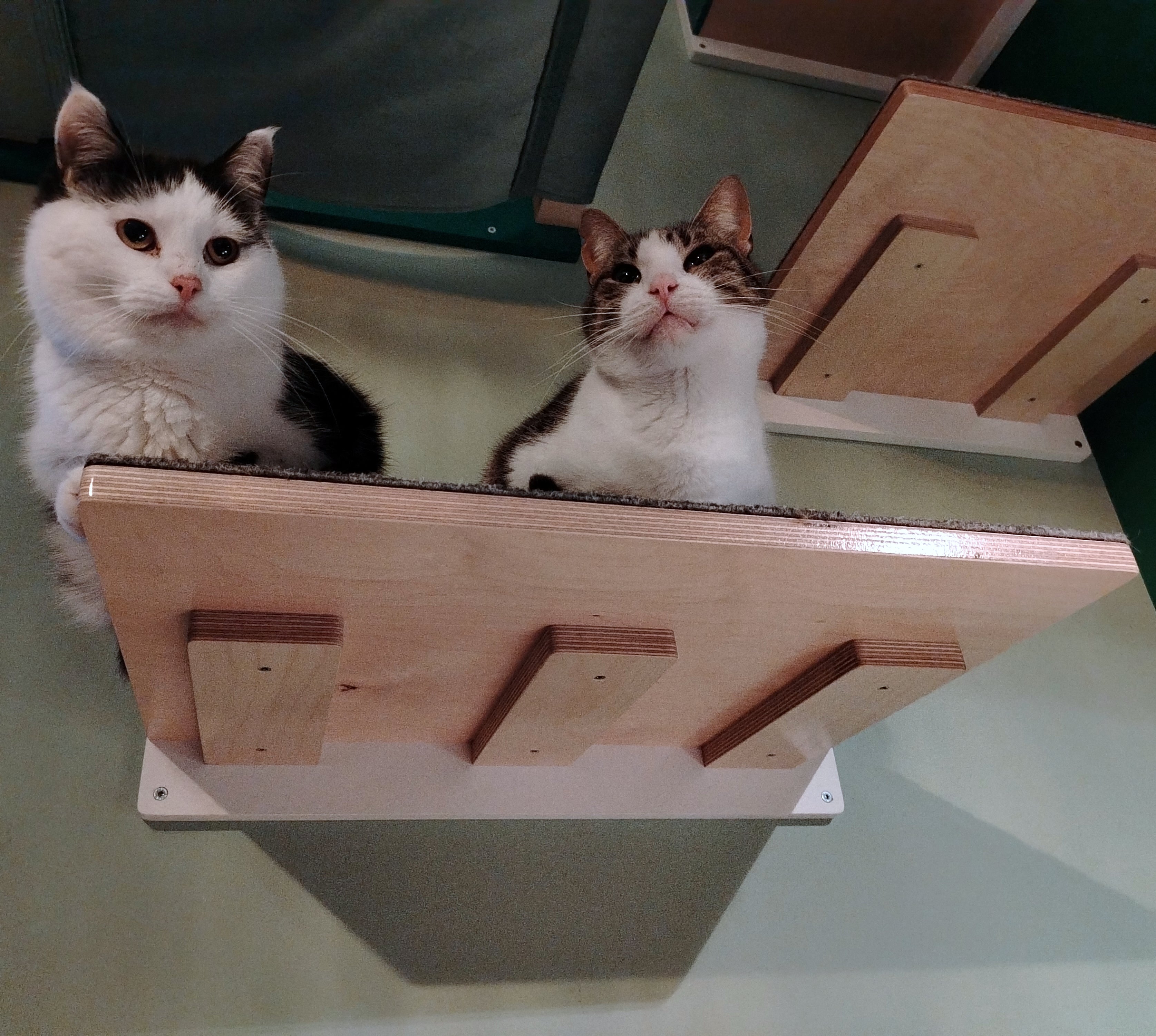 Cat Wall Shelf Step - Wally Flat - Scratchy Things Premium Pet Furniture