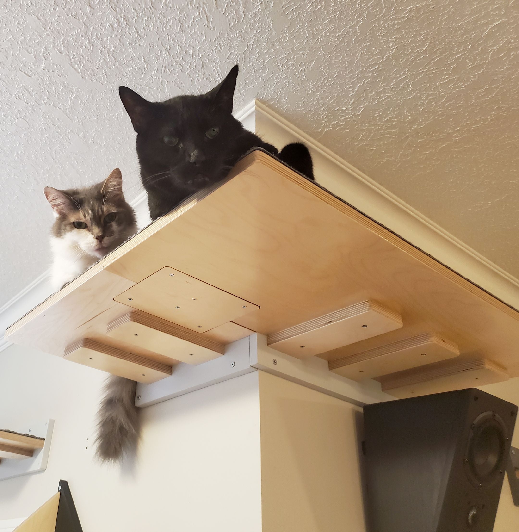 Big Cat Wall Shelf Corner Bed - Wally Wraparound Cat Shelf - Scratchy Things Premium Pet Furniture