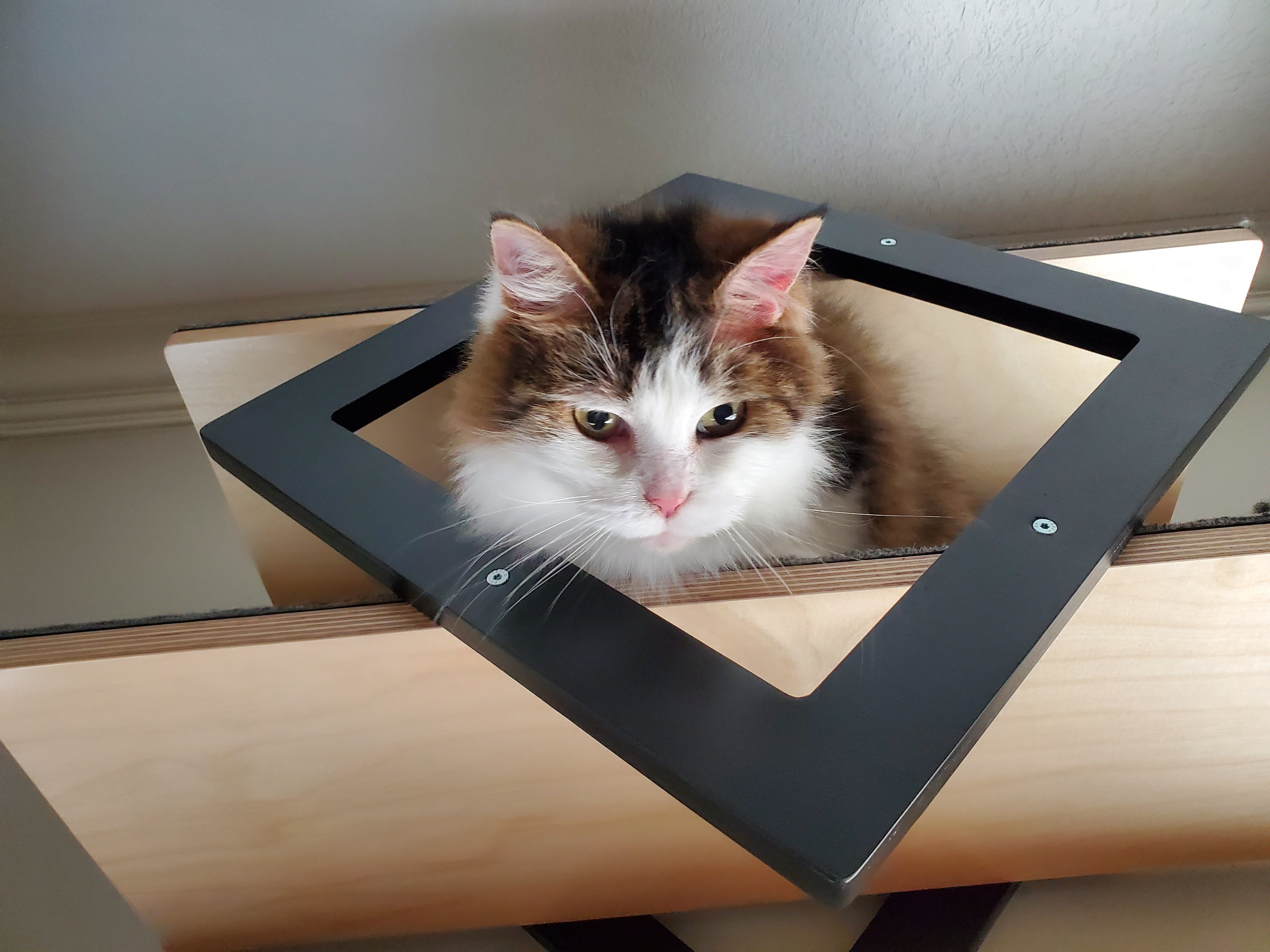 Cat Wall Shelf - Wally Gem - Scratchy Things Premium Pet Furniture