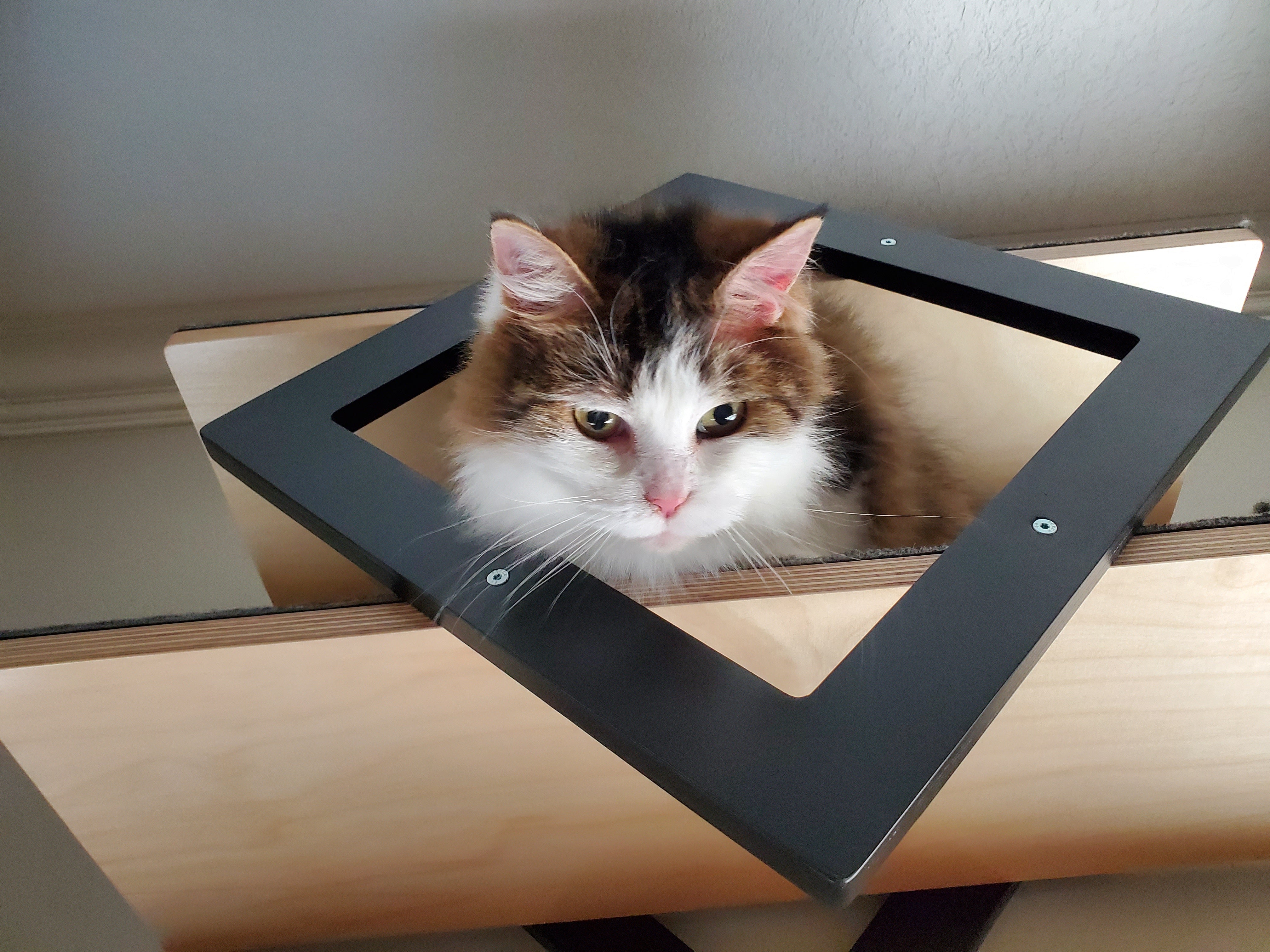 Cat Wall Shelf - Wally Gem - Scratchy Things Premium Pet Furniture