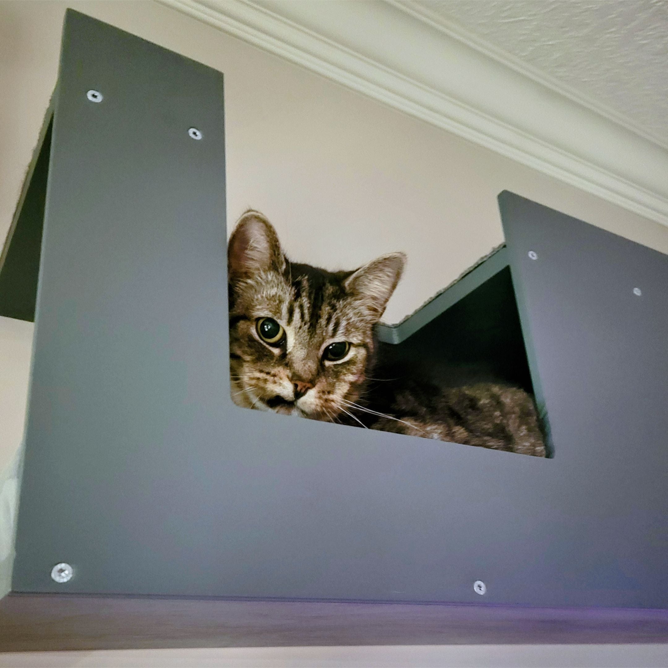 Cat Wall Shelf Bed Tunnel - Wally Mezzanine - Scratchy Things Premium Pet Furniture