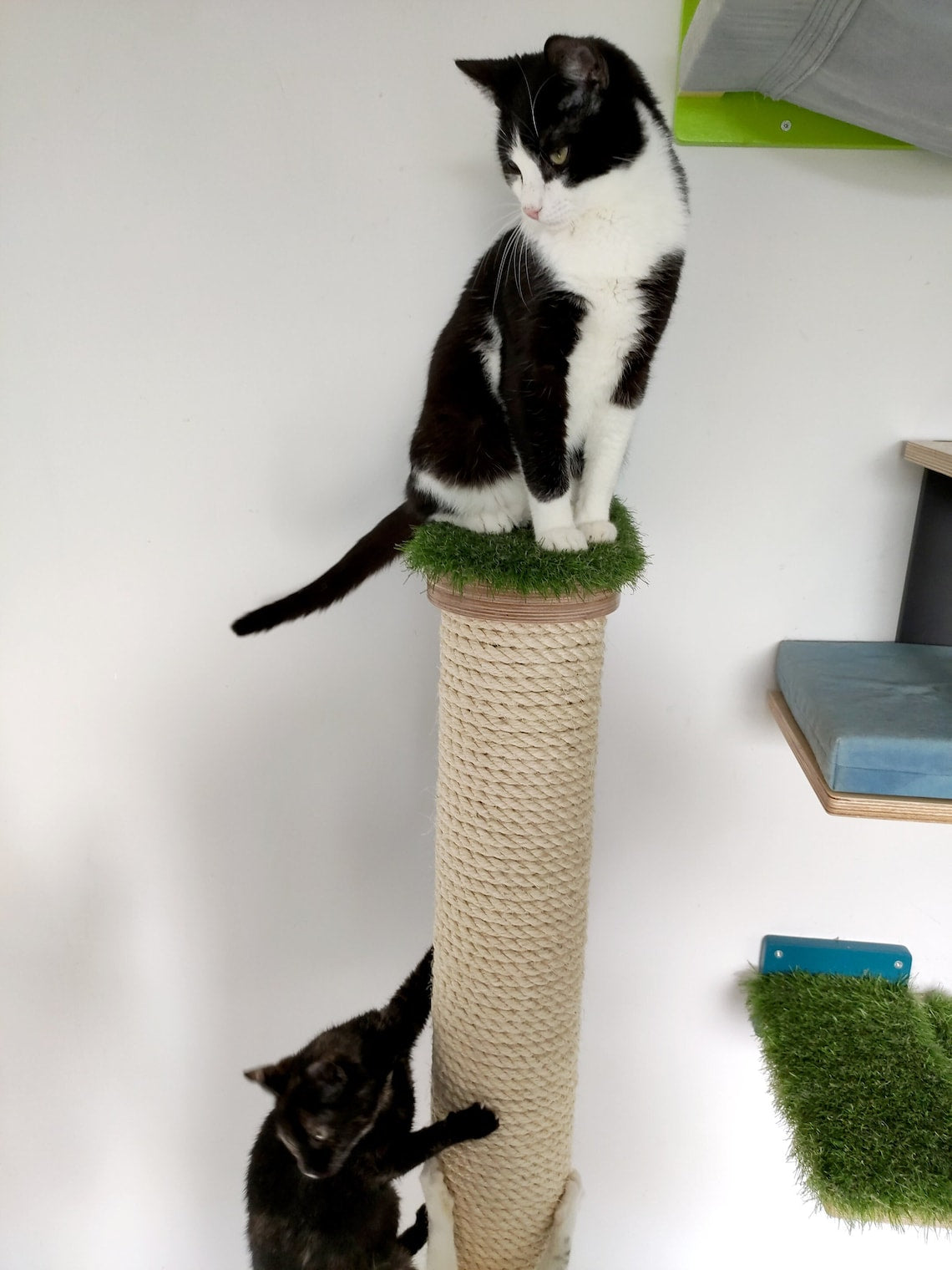 A black and white tuxedo cat is sitting on the top base of a scratching post. The base is covered with artificial grass for comfort and extra grip while playing around. There is a black tortoise cat climbing up a sisal covered pole. The sisal rope is thick enough for all cats to sink their claws fully in. 