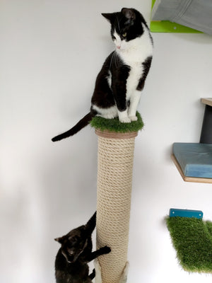 A black and white tuxedo cat is sitting on the top base of a scratching post. The base is covered with artificial grass for comfort and extra grip while playing around. There is a black tortoise cat climbing up a sisal covered pole. The sisal rope is thick enough for all cats to sink their claws fully in. 