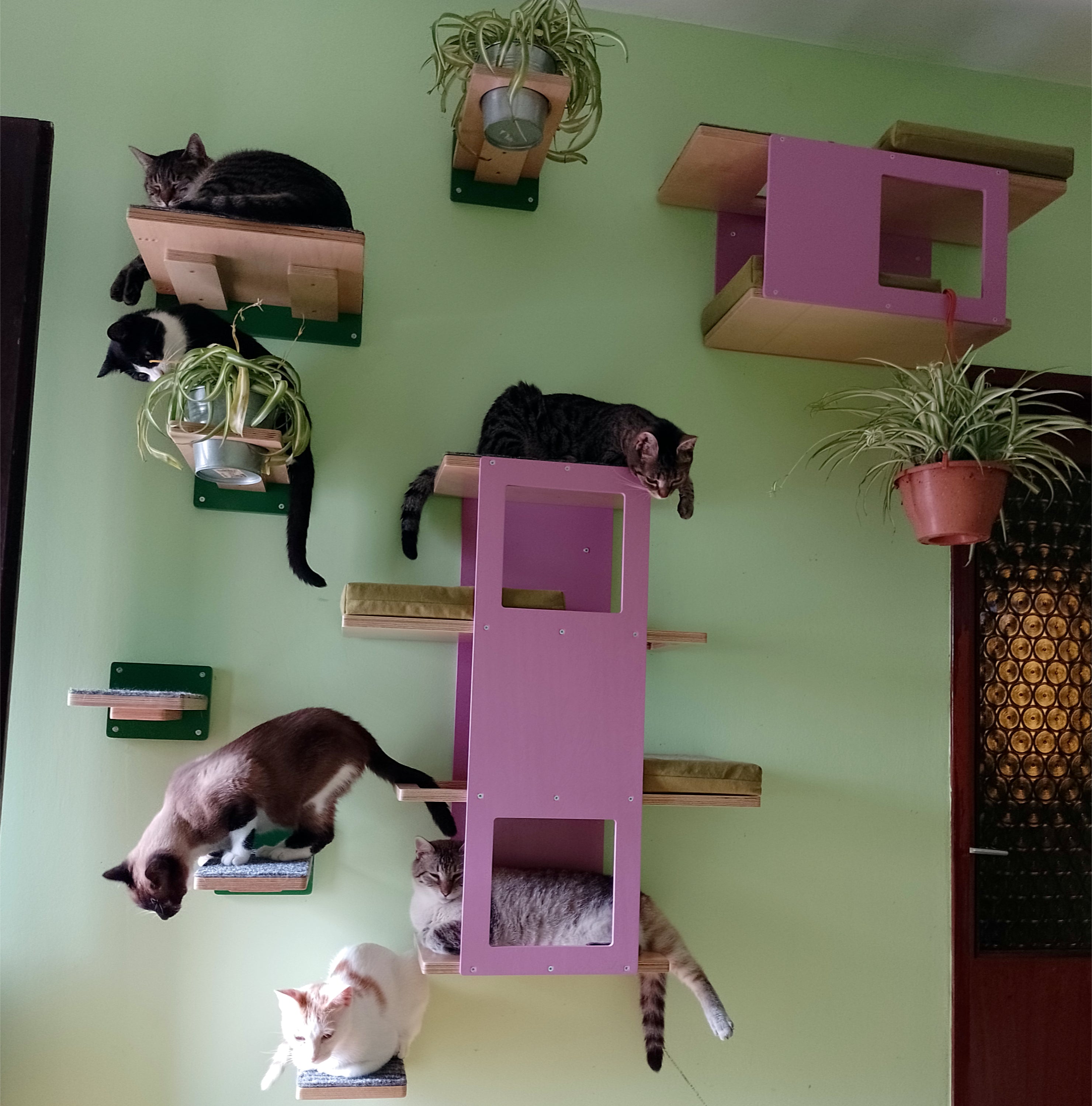 Cat Wall Shelf Step Bed Bundle - Hallway Bundle - Scratchy Things Premium Pet Furniture