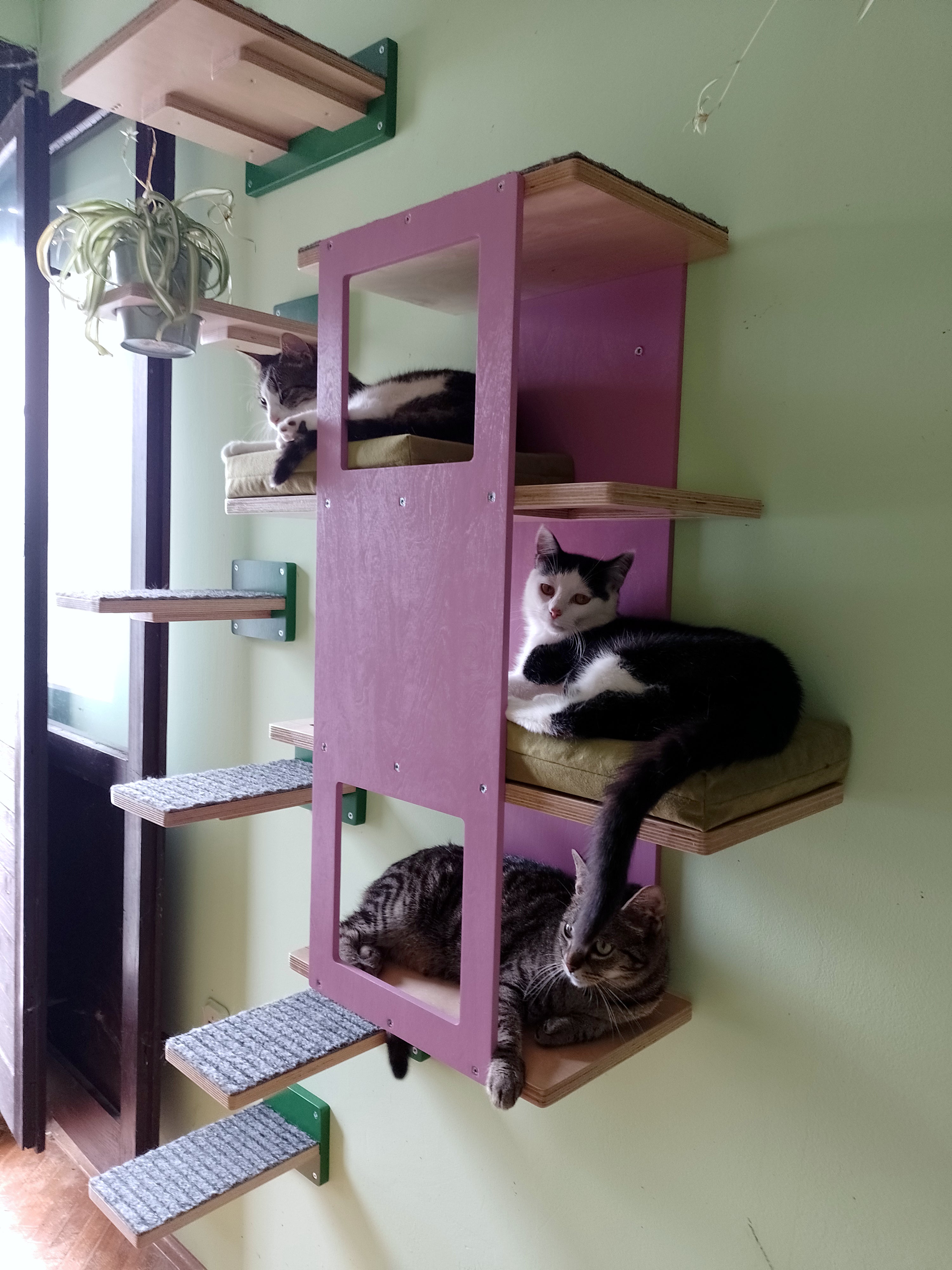 Cat Wall Shelf Step Bed Bundle - Hallway Bundle - Scratchy Things Premium Pet Furniture