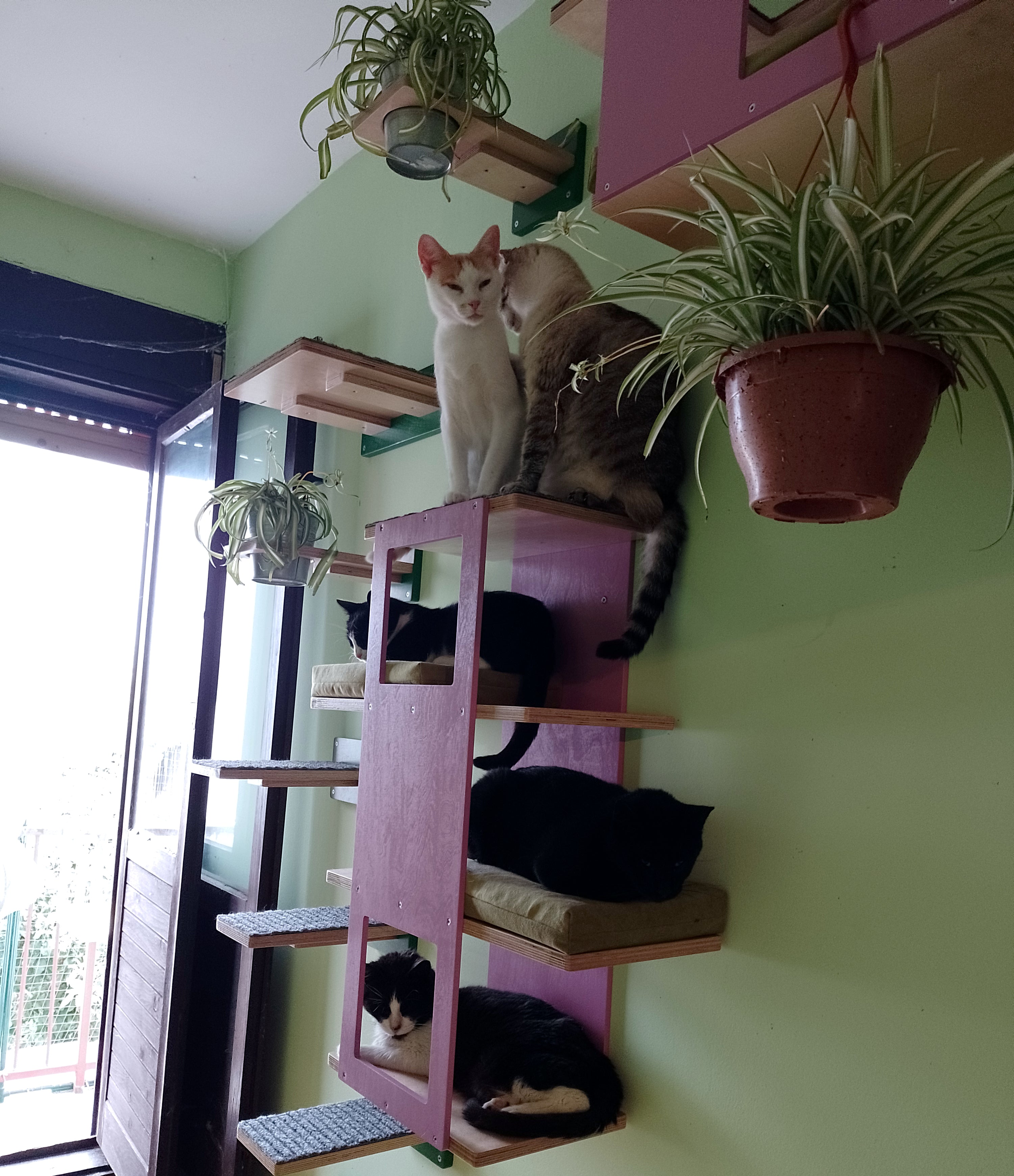 Cat Wall Shelf Step Bed Bundle - Hallway Bundle - Scratchy Things Premium Pet Furniture