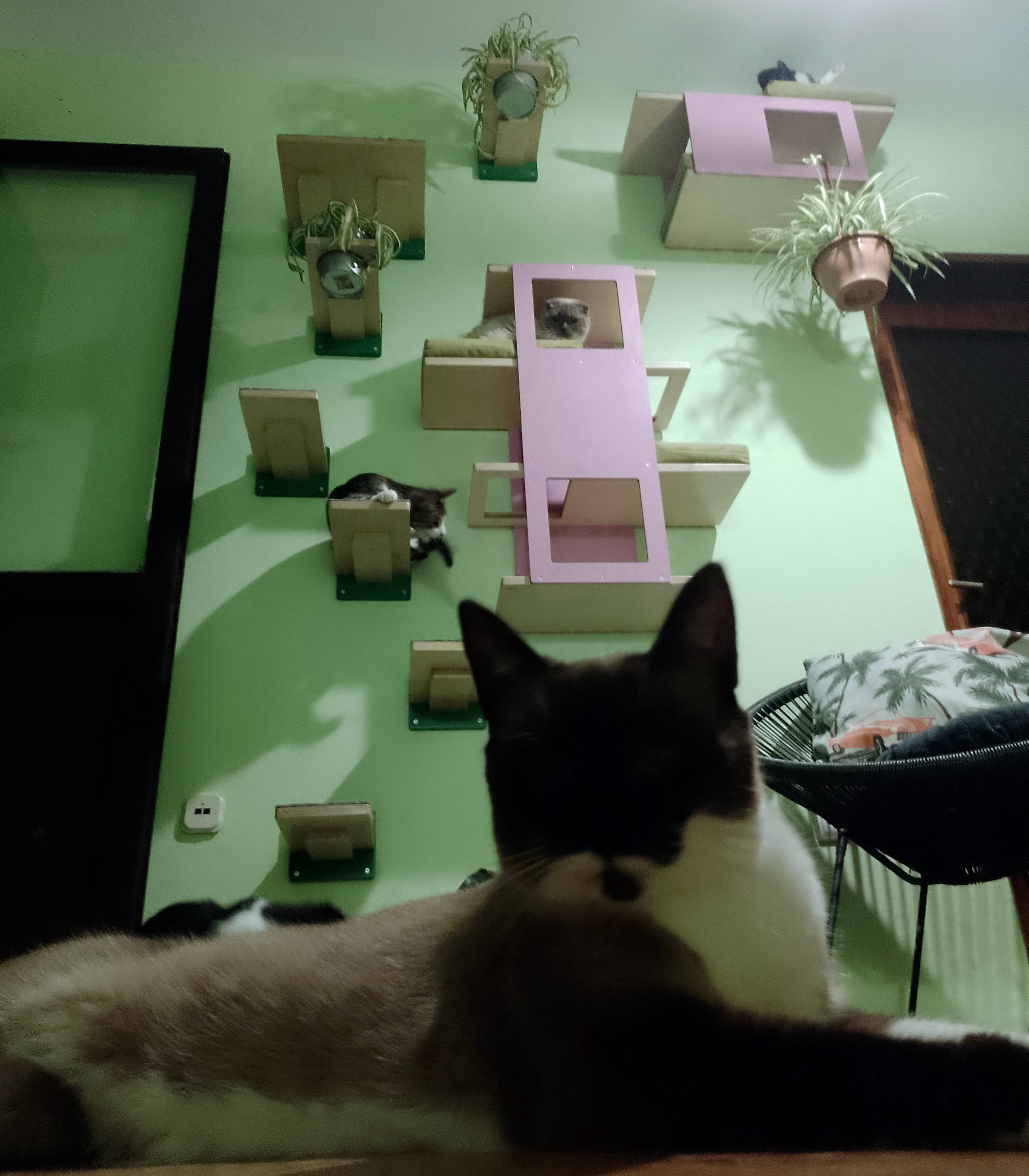 Cat Wall Shelf Step Bed Bundle - Hallway Bundle - Scratchy Things Premium Pet Furniture