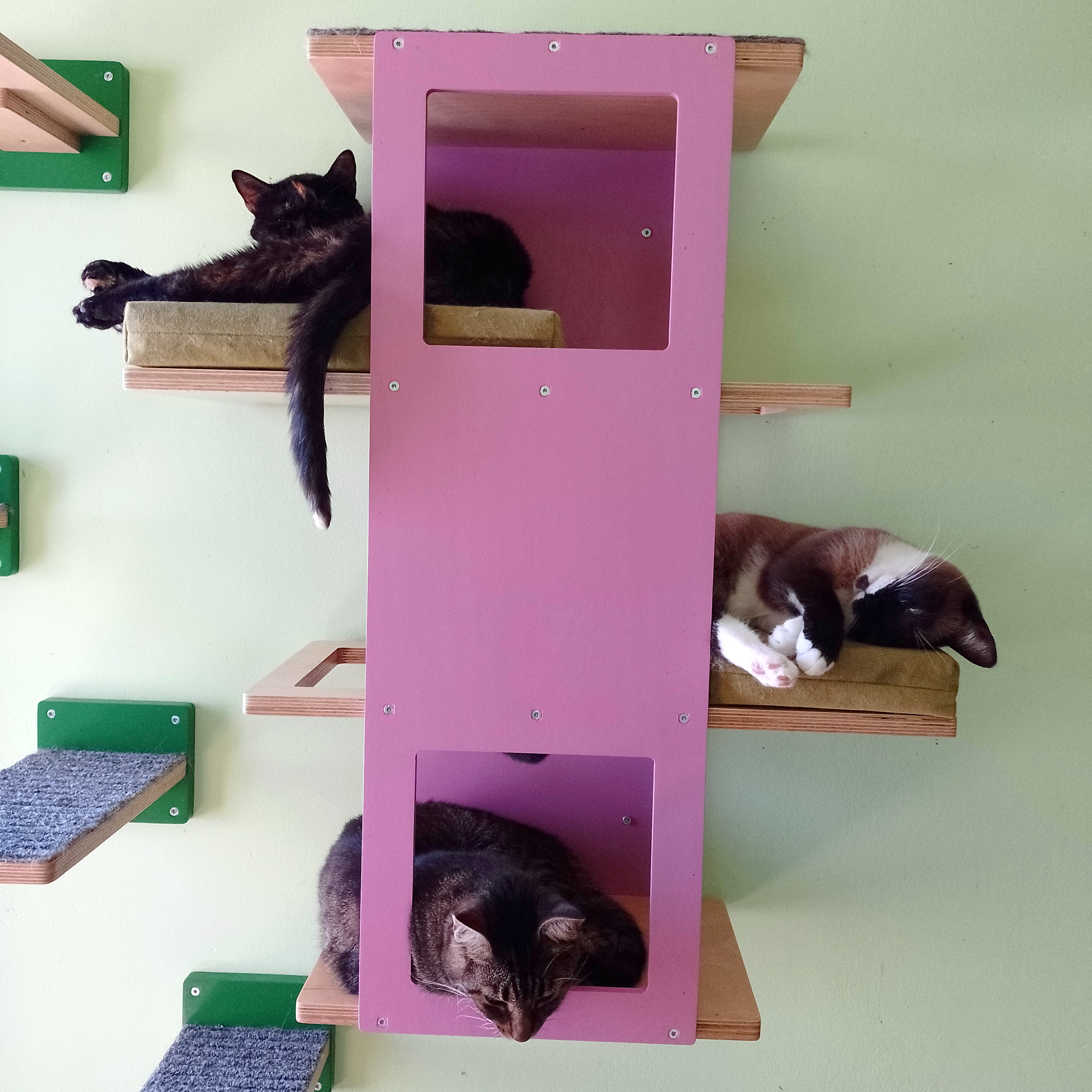 Cat Wall Shelf Step Bed Bundle - Hallway Bundle - Scratchy Things Premium Pet Furniture