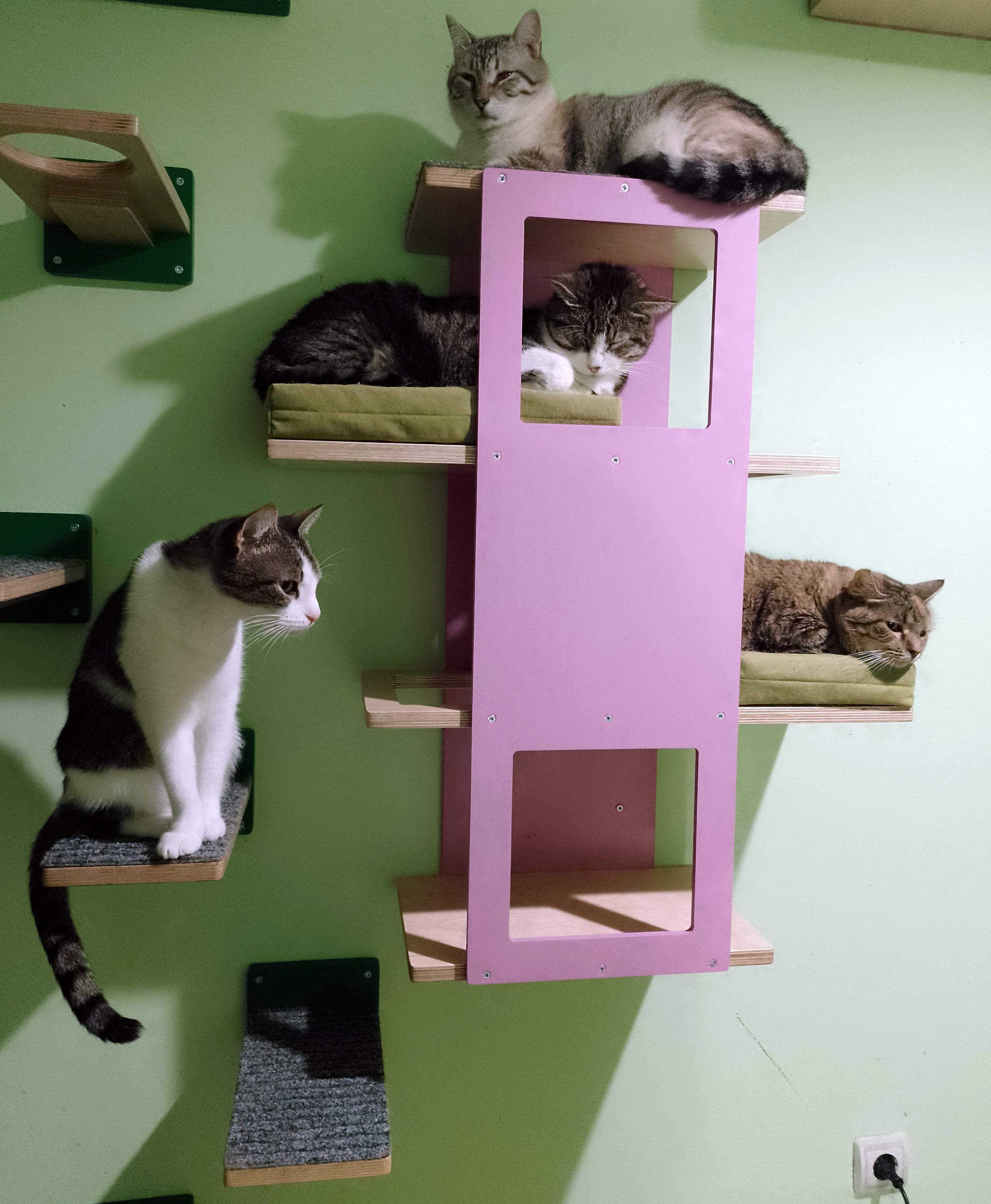 Cat Wall Shelf Step Bed Bundle - Hallway Bundle - Scratchy Things Premium Pet Furniture