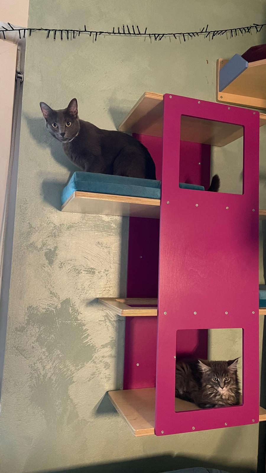 Big Cat Wall Shelf Bed - Wally BigCat Stacker - Scratchy Things Premium Pet Furniture