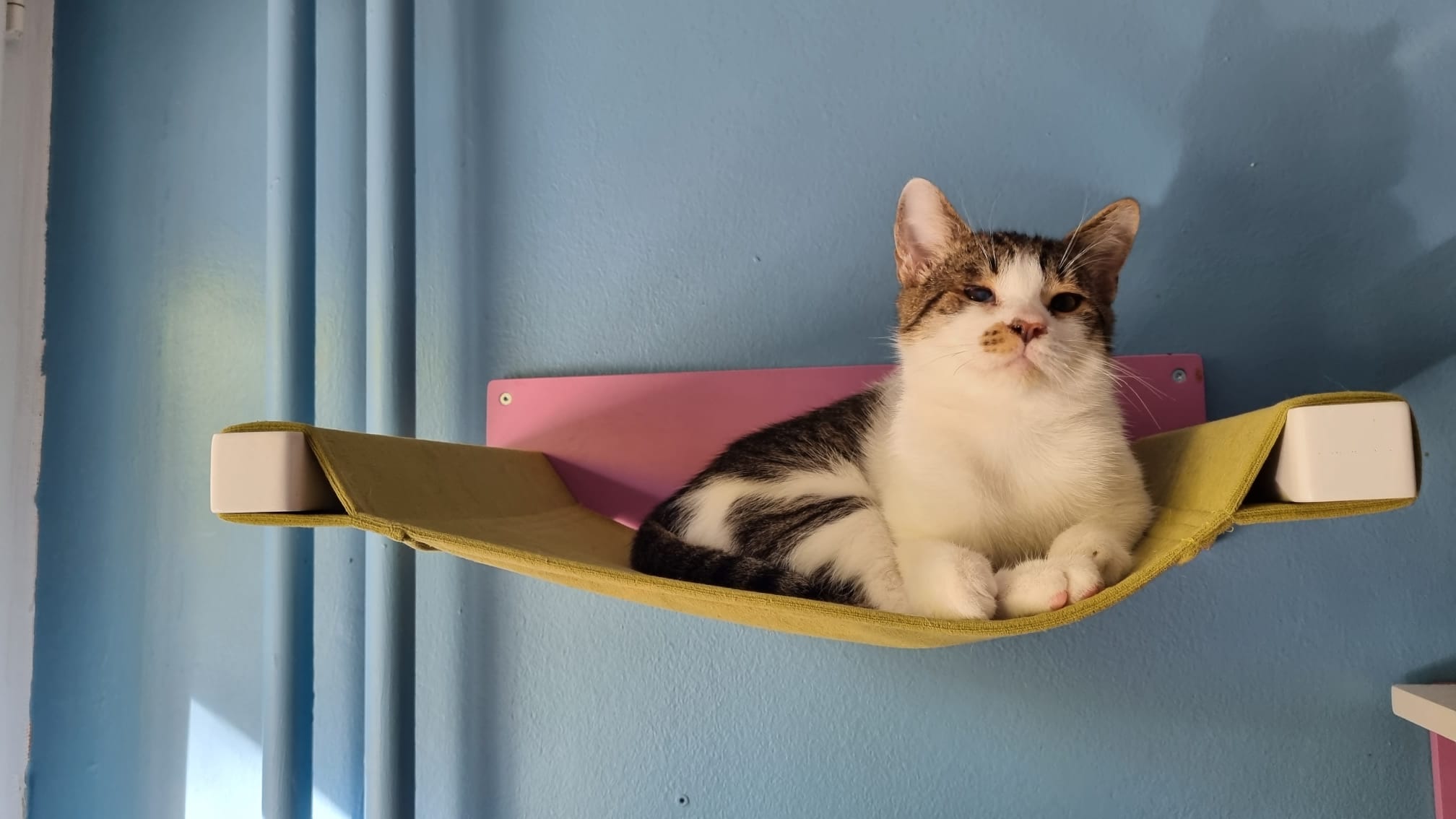 Cat Wall Shelf Bed Hammock - Wally Cot - Scratchy Things Premium Pet Furniture