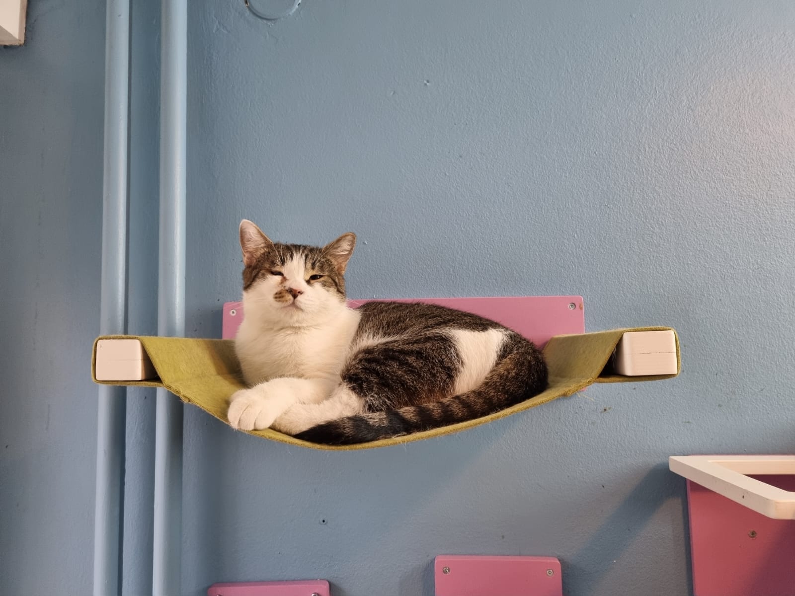Cat Wall Shelf Bed Hammock - Wally Cot - Scratchy Things Premium Pet Furniture