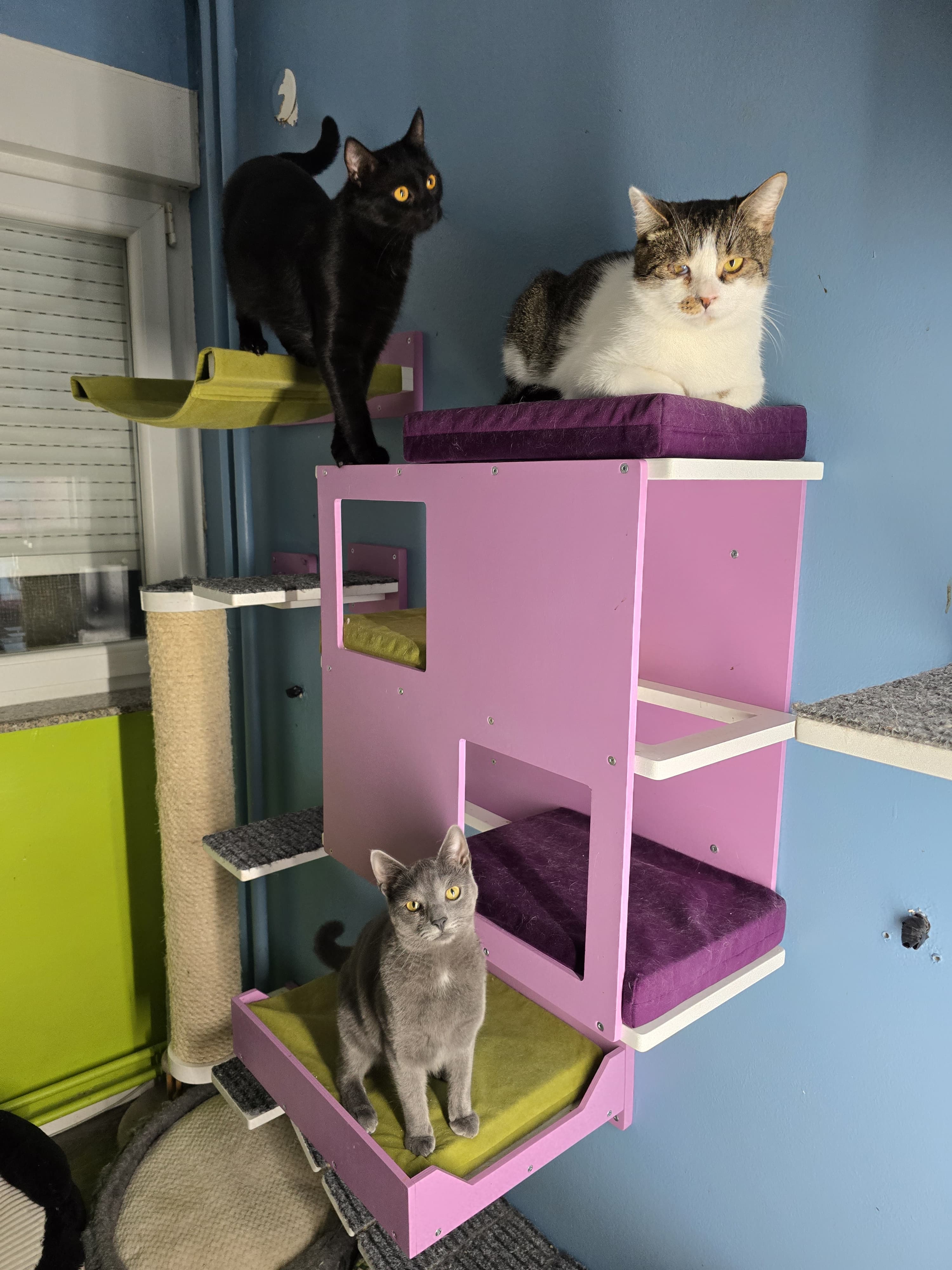 Cat Wall Shelf Bed - Wally Loft - Scratchy Things Premium Pet Furniture