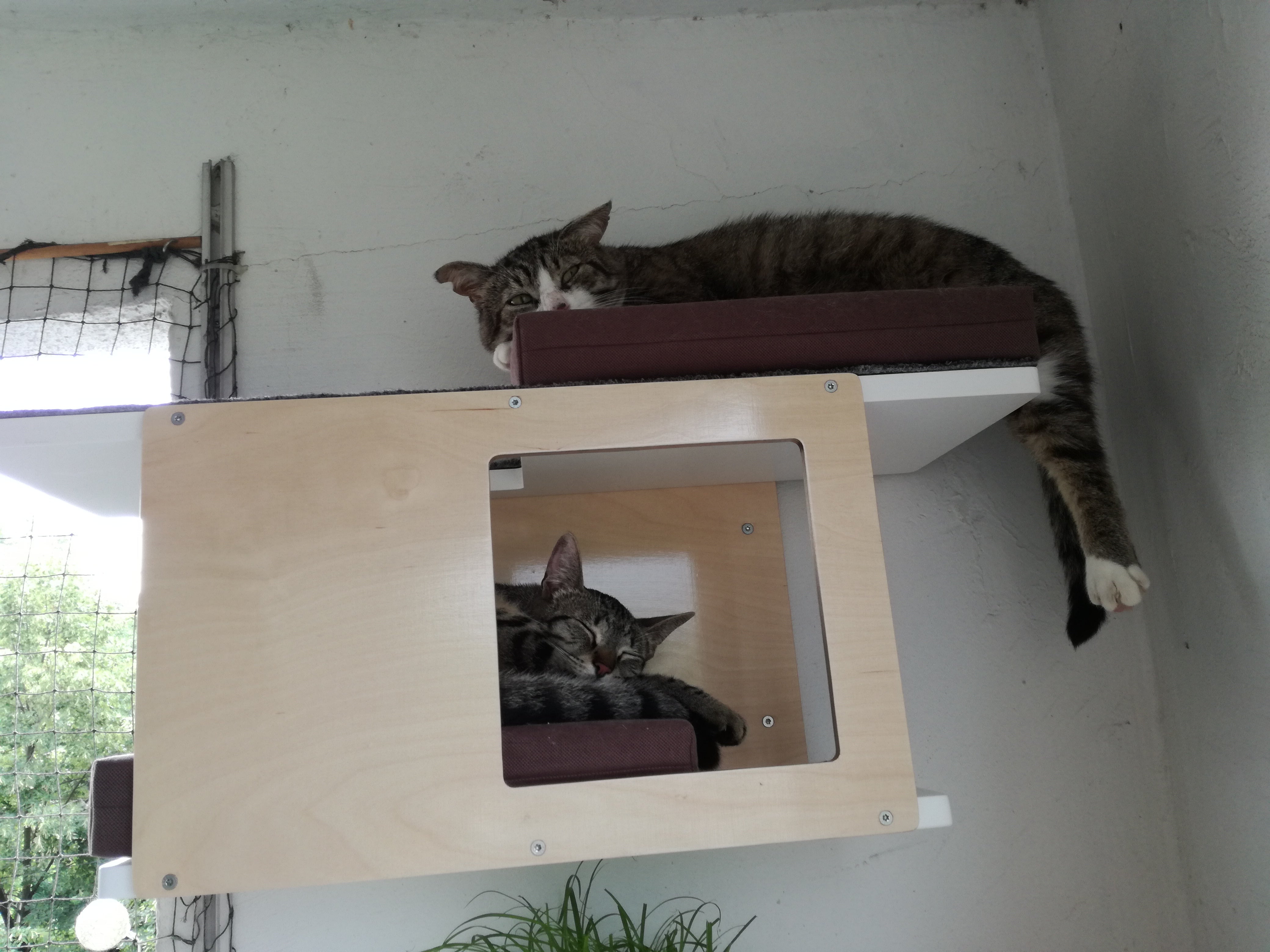 Cat Wall Shelf Bed - Wally Tunnel Mini - Scratchy Things Premium Pet Furniture