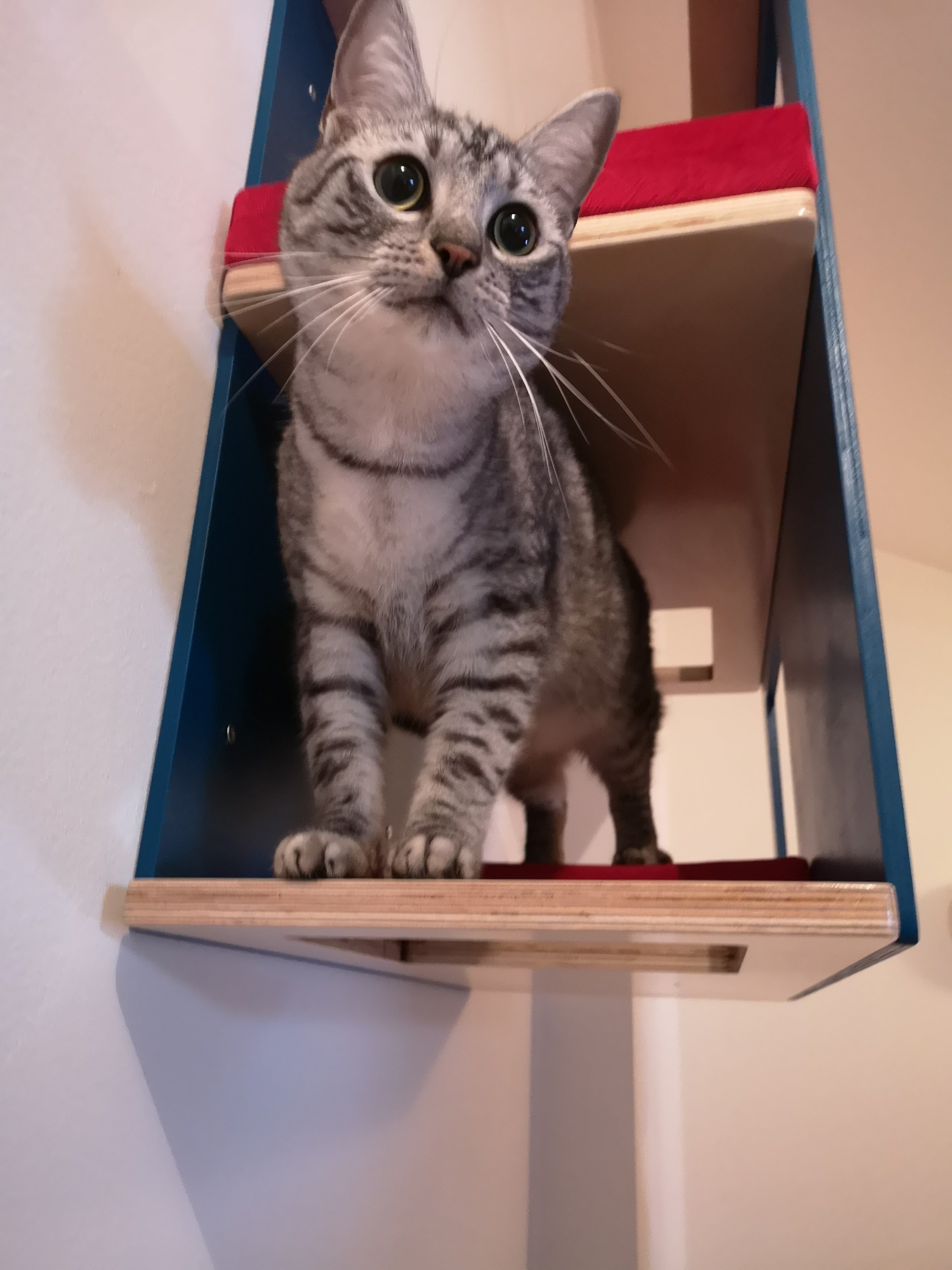 Big Cat Wall Shelf Bed - Wally BigCat Loft - Scratchy Things Premium Pet Furniture