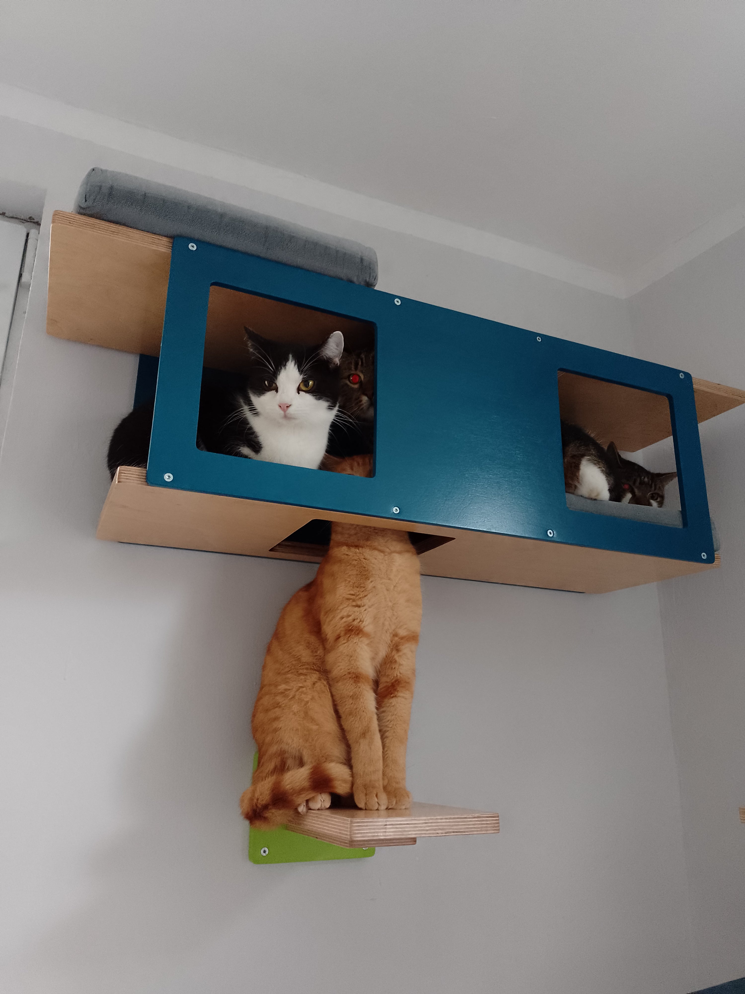 Cat Wall Shelf Bed - Wally Tunnel - Scratchy Things Premium Pet Furniture