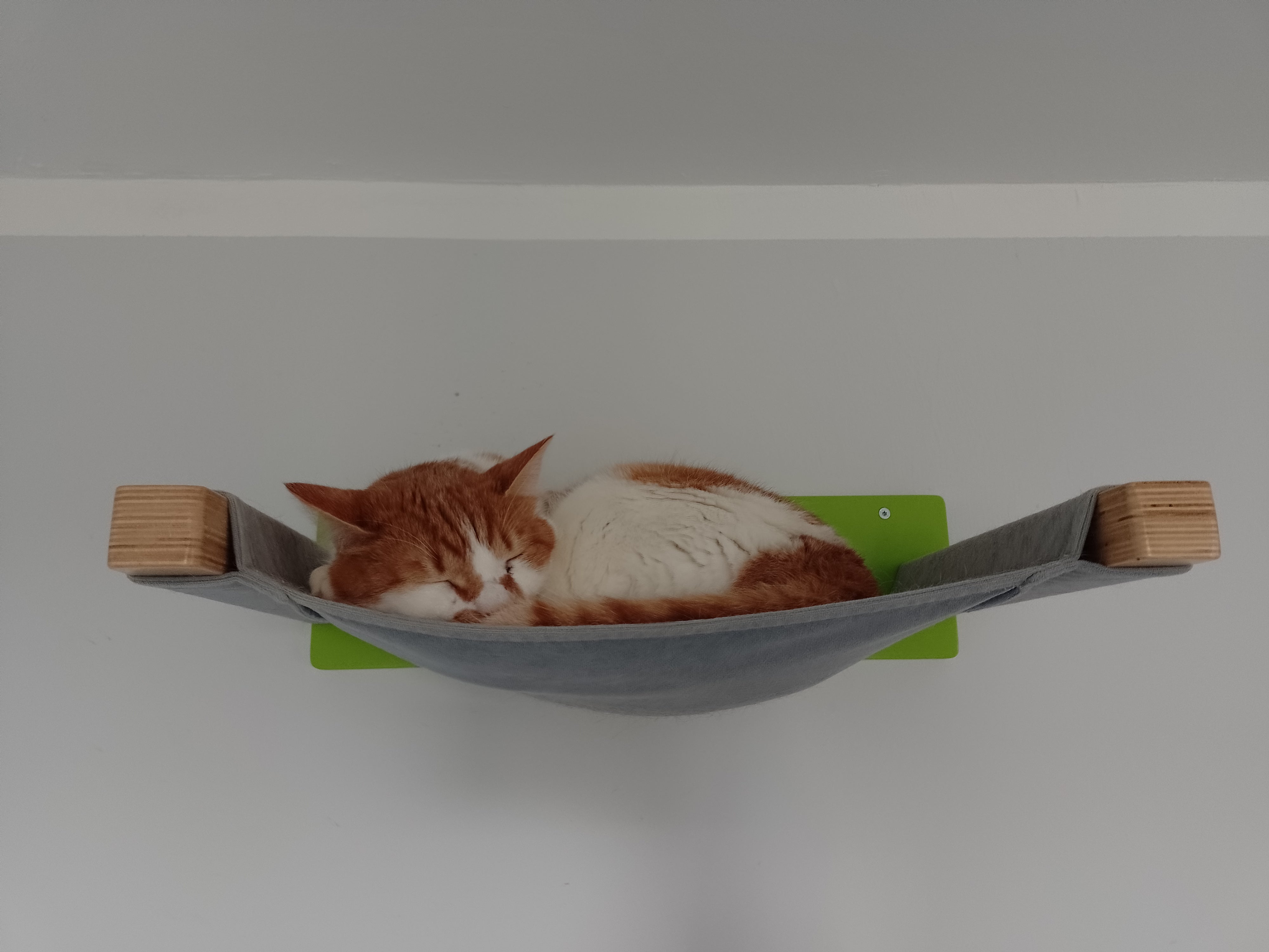Cat Wall Shelf Bed Hammock - Wally Cot - Scratchy Things Premium Pet Furniture