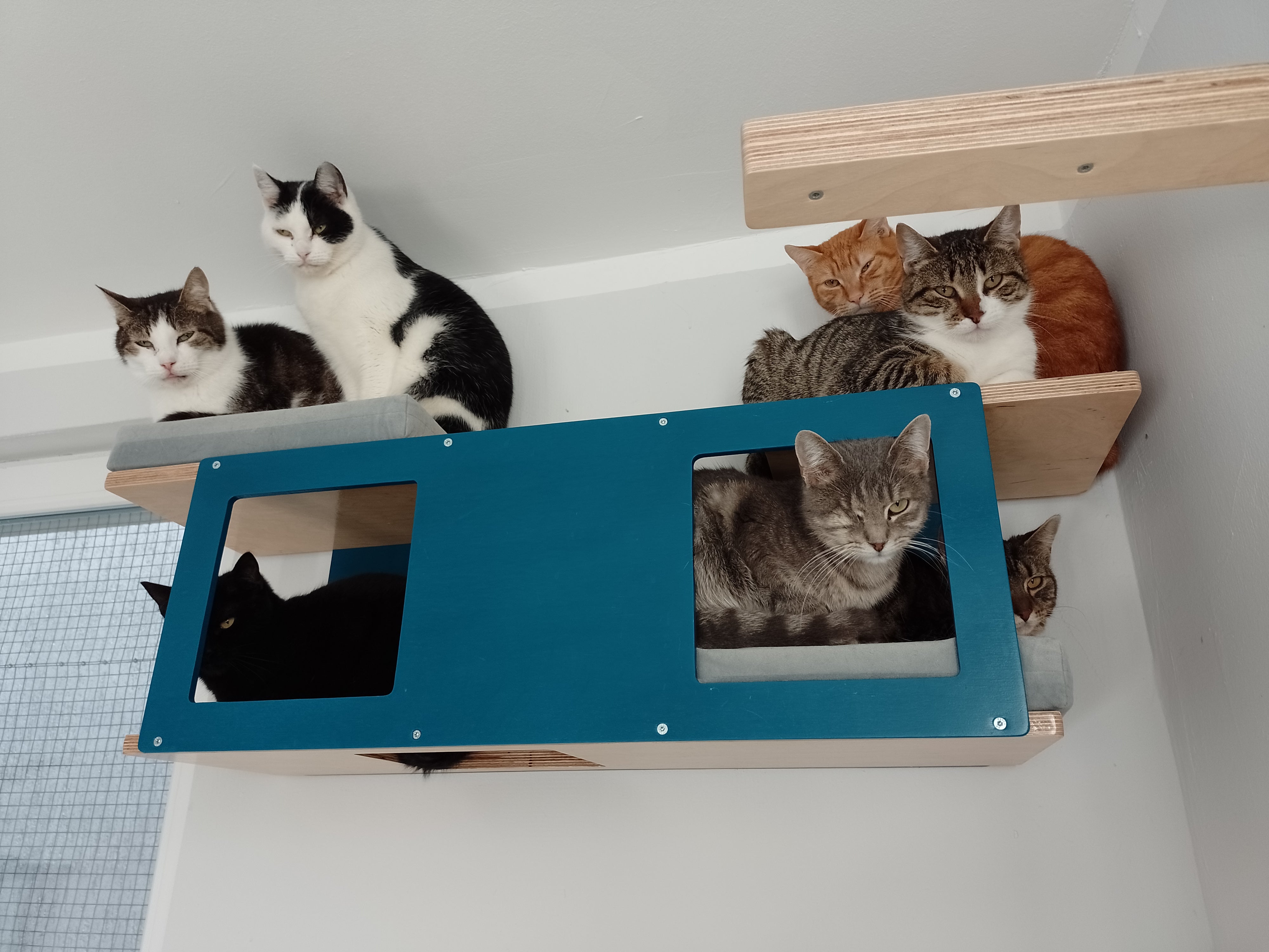 Cat Wall Shelf Bed - Wally Tunnel - Scratchy Things Premium Pet Furniture