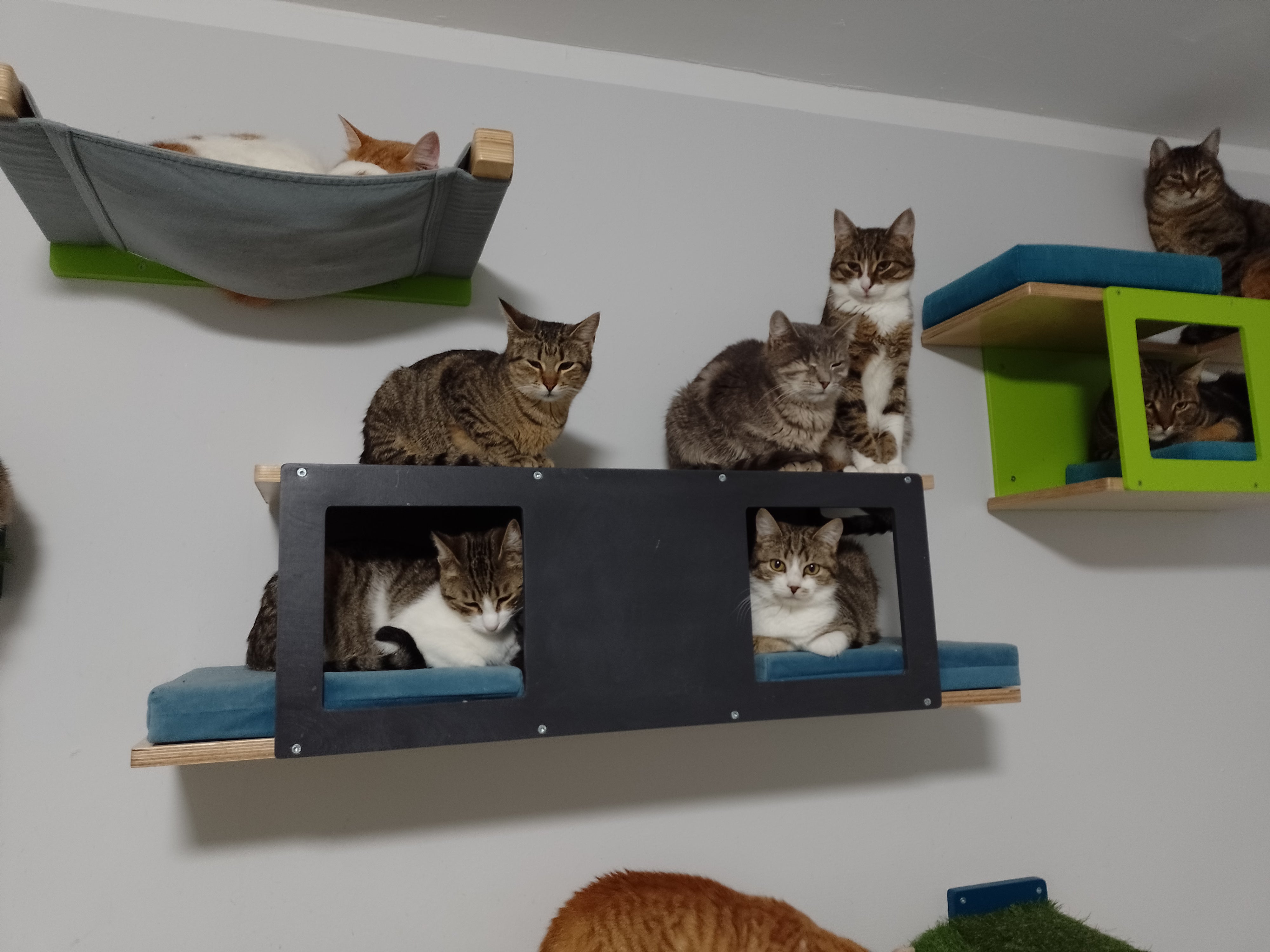 Cat Wall Shelf Bed - Wally Tunnel Upside-Down - Scratchy Things Premium Pet Furniture