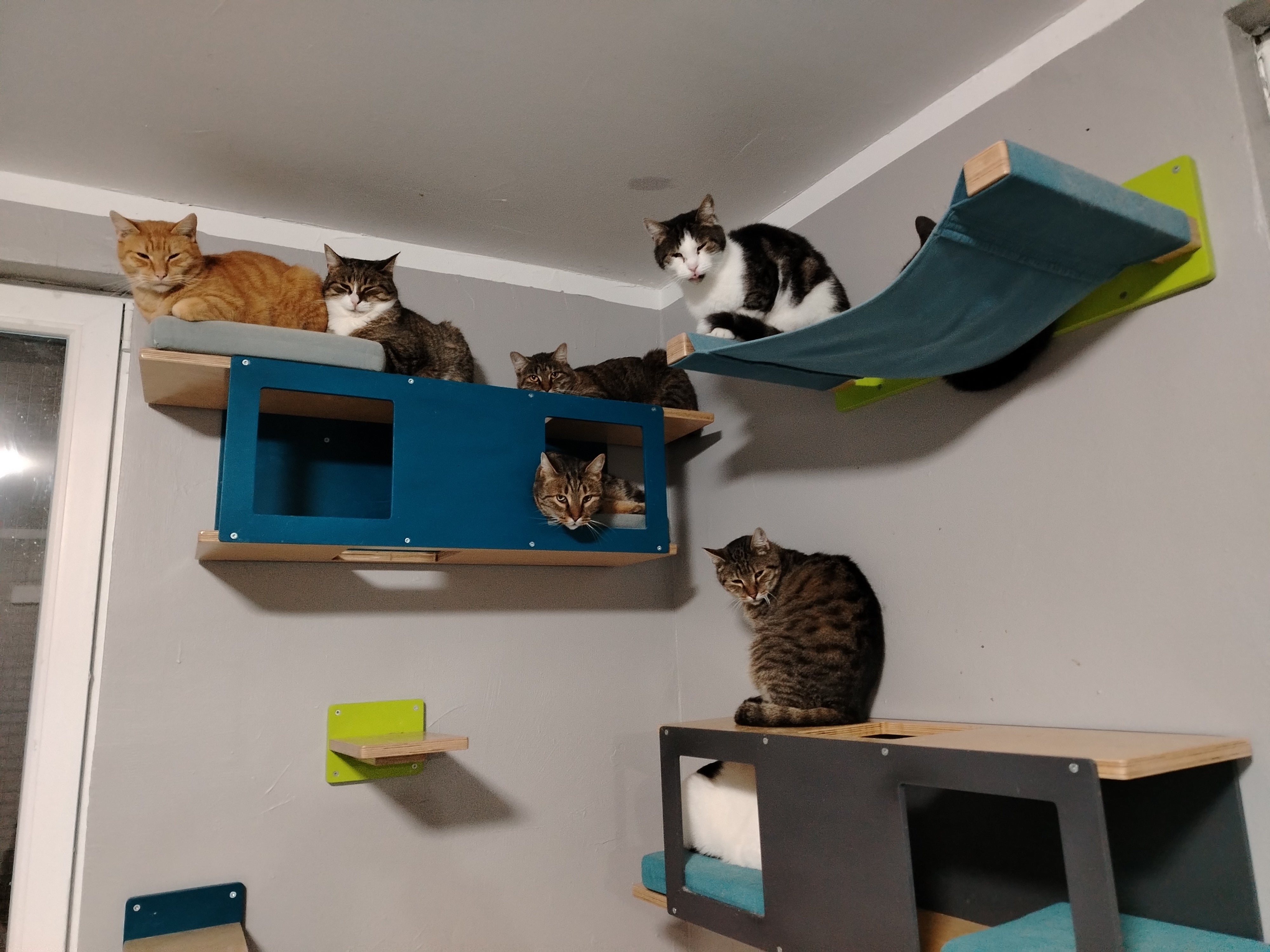 Cat Wall Shelf Bed - Wally Tunnel - Scratchy Things Premium Pet Furniture