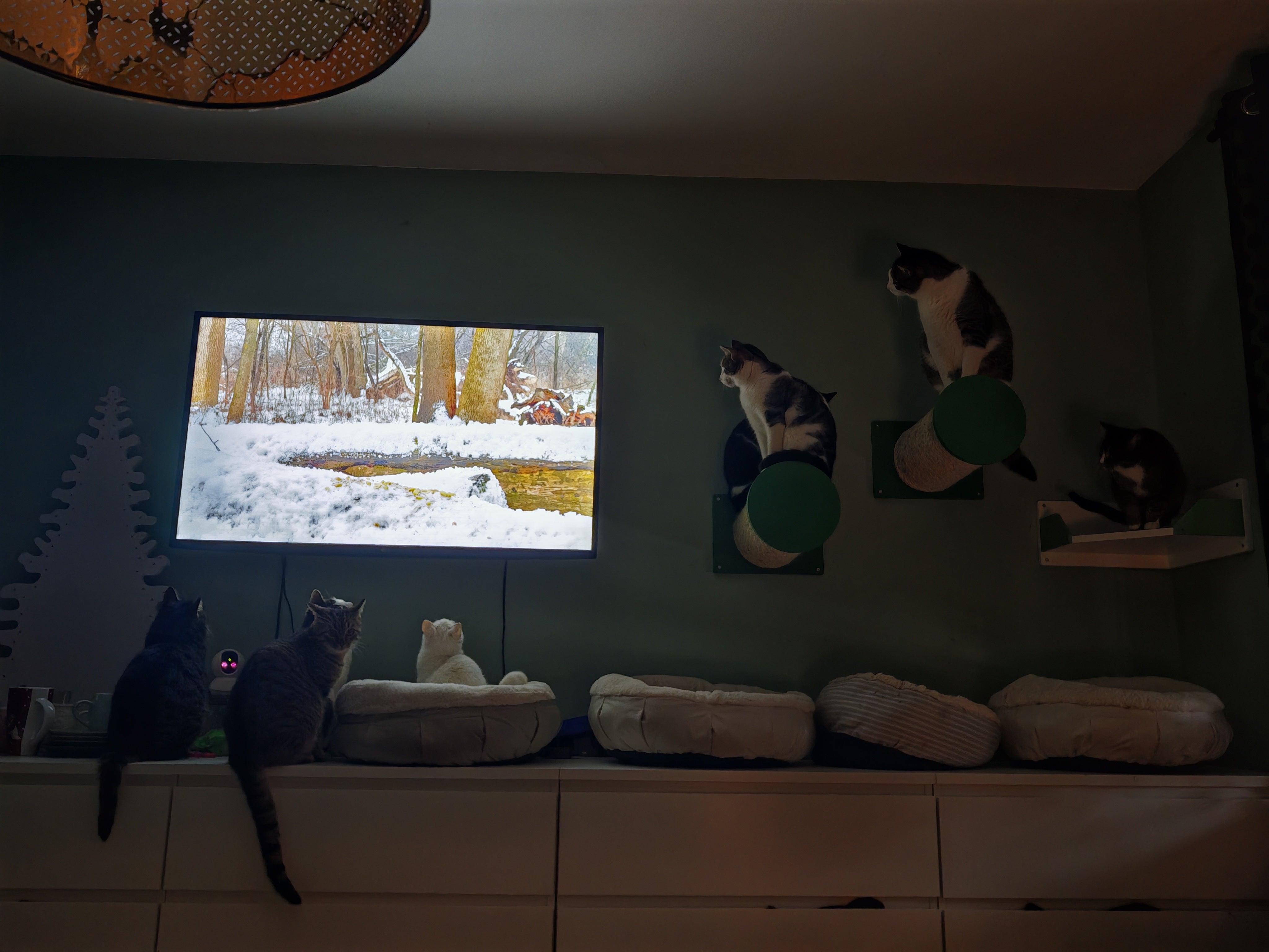 Cat Wall Scratching Pole Step Shelf - Wally Round Step Chonk - Scratchy Things Premium Pet Furniture