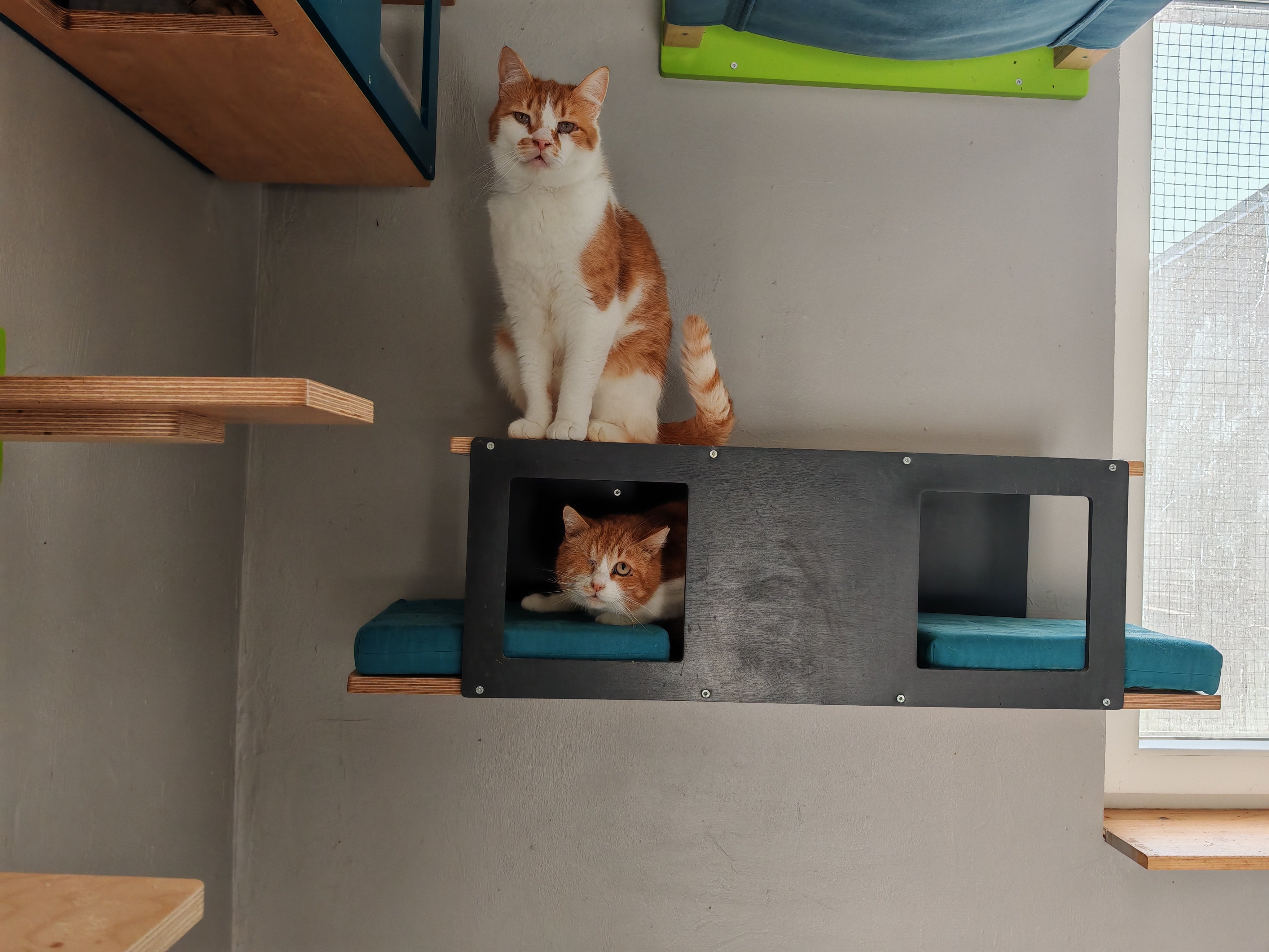 Cat Wall Shelf Bed - Wally Tunnel Upside-Down - Scratchy Things Premium Pet Furniture