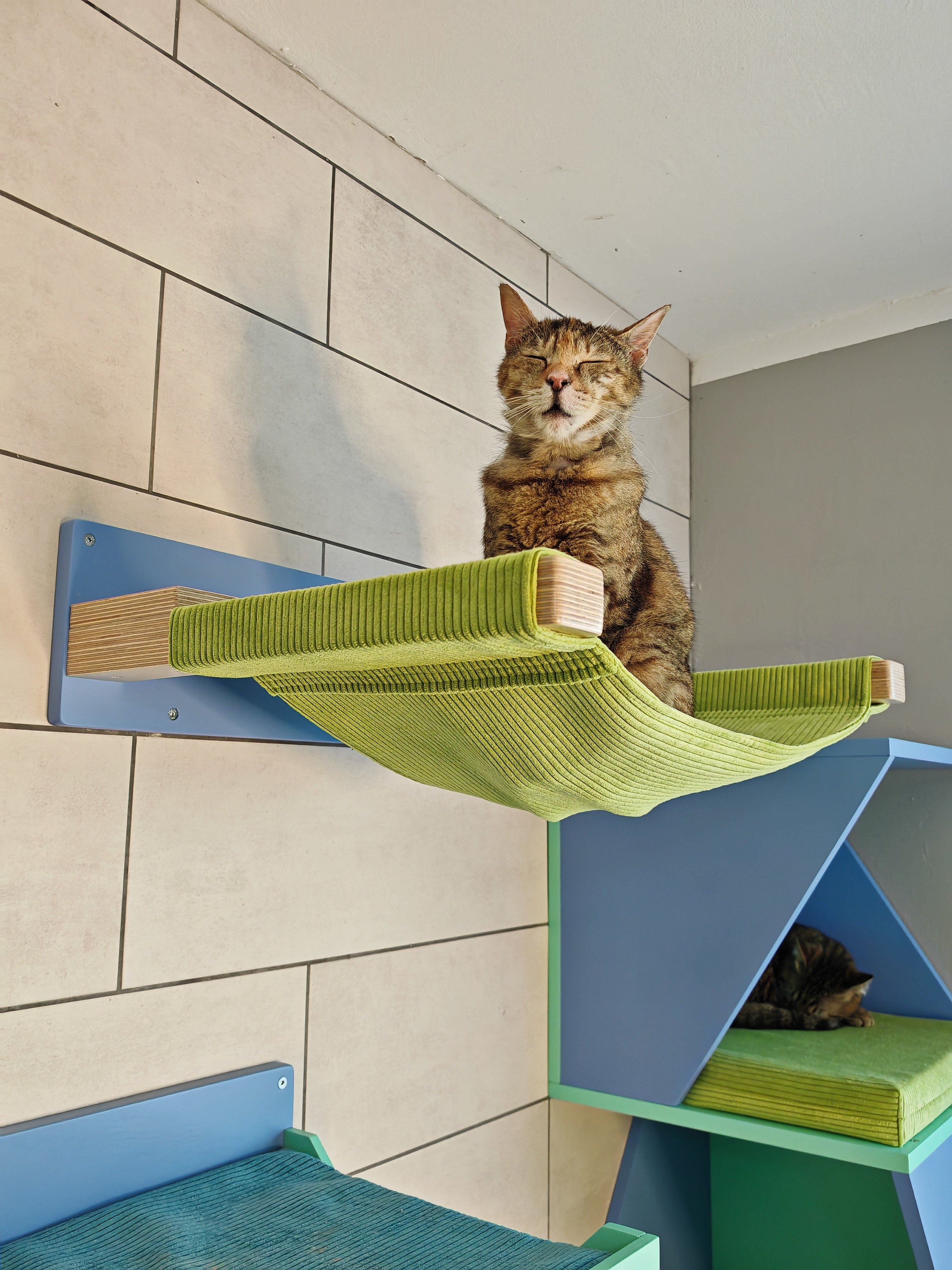Cat Wall Shelf Bed Hammock - Wally ComboCot - Scratchy Things Premium Pet Furniture