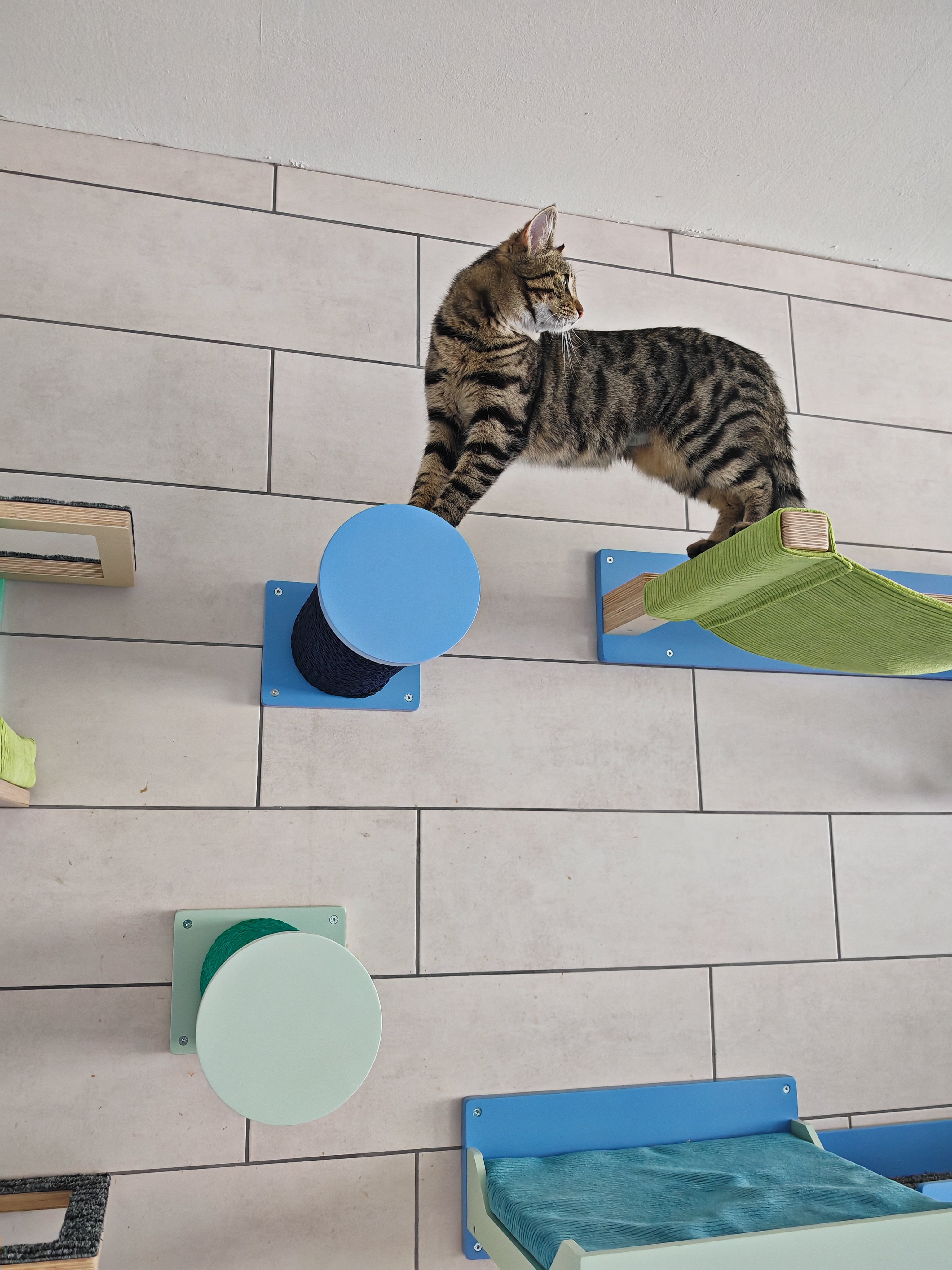 Cat Wall Scratching Pole Step Shelf - Wally Round Step - Scratchy Things Premium Pet Furniture