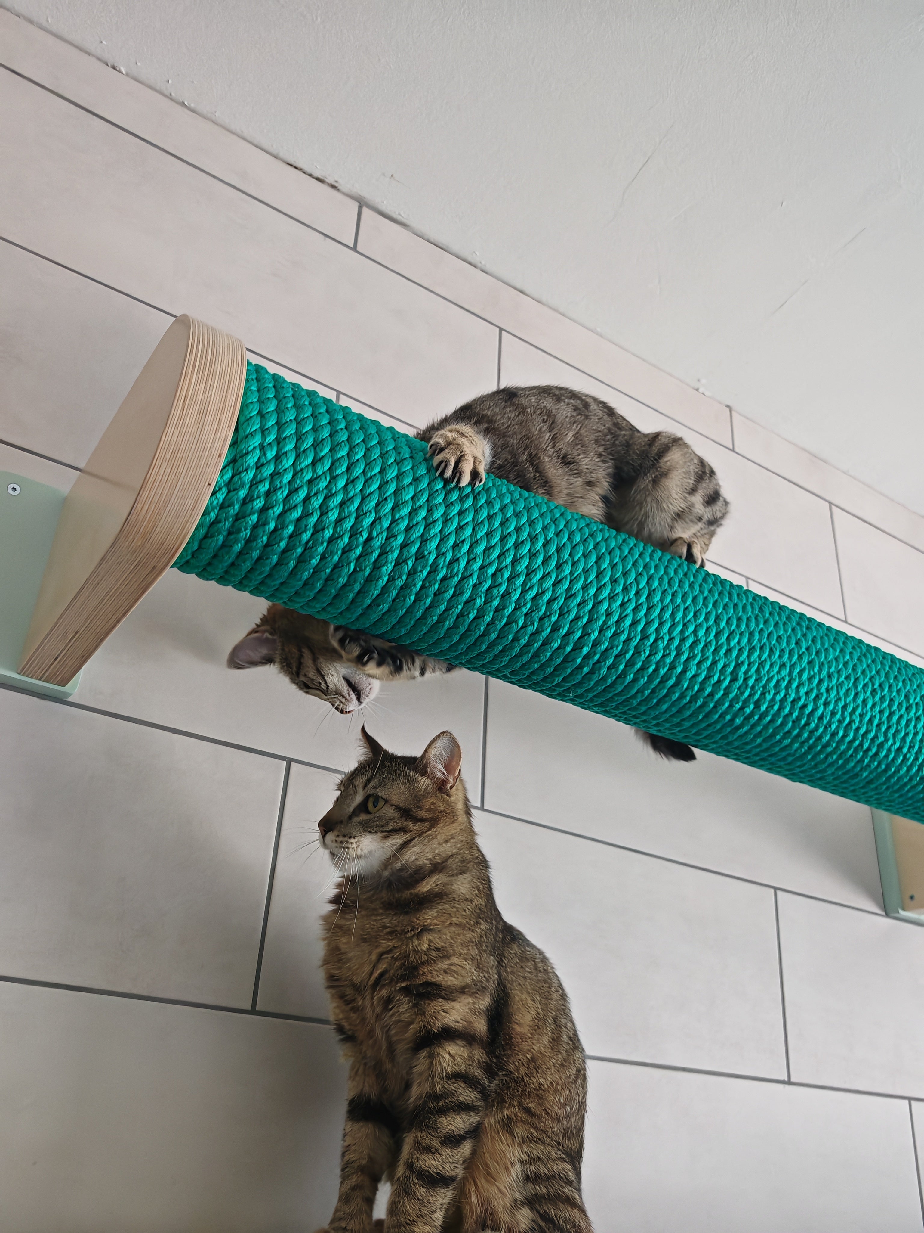Cat Wall Scratching Pole Post Shelf - Wally Post - scratching pole - Scratchy Things Premium Pet Furniture