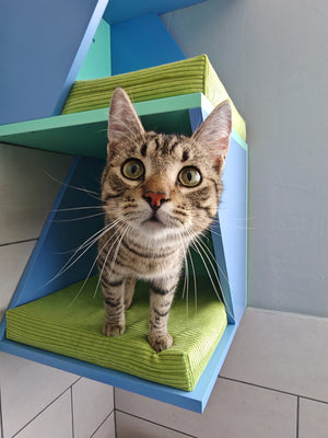 Cat Wall Shelf Bed Corner Box - Wally Sharp Tower - Scratchy Things Premium Pet Furniture