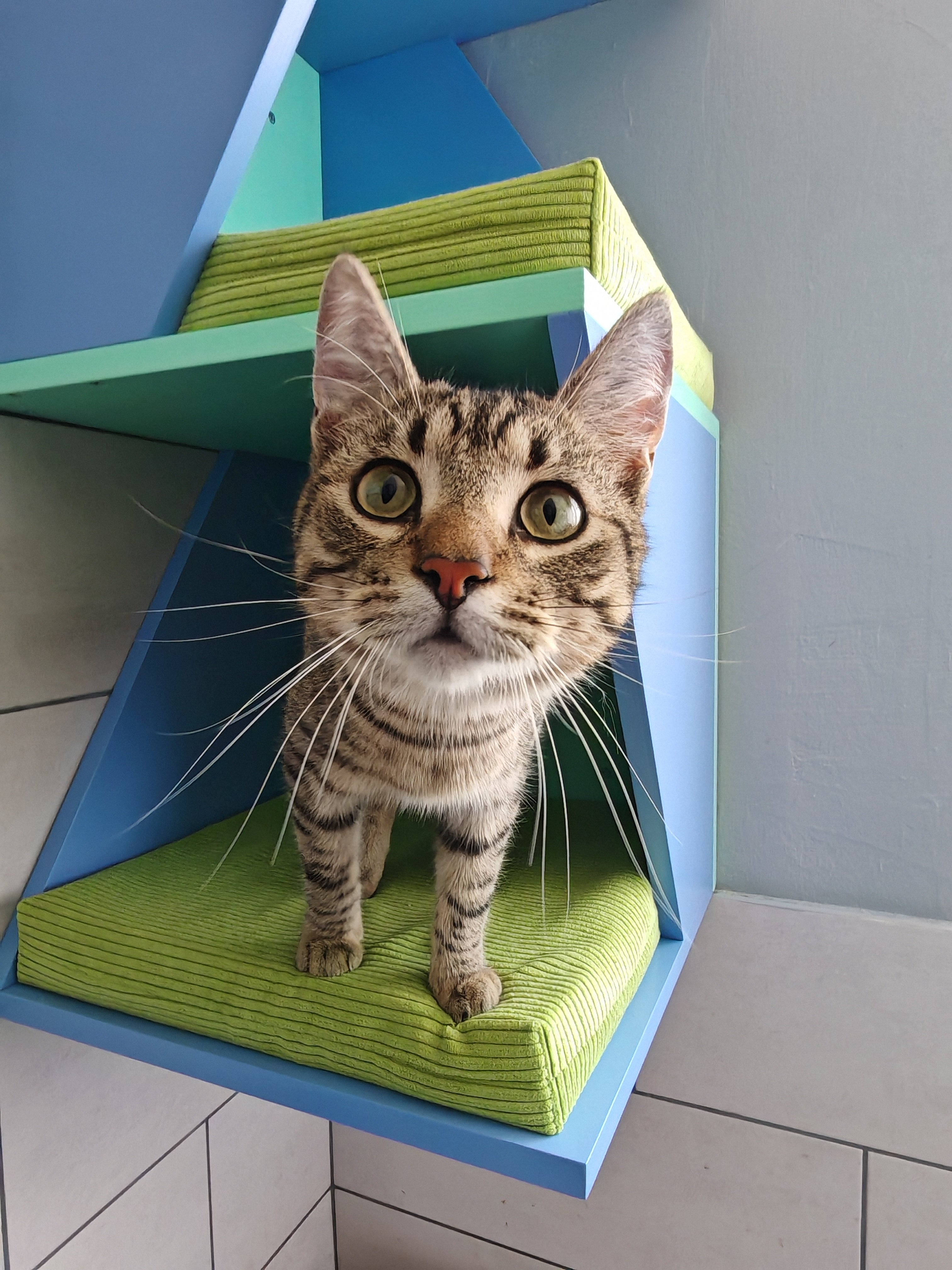 Cat Wall Shelf Bed Corner Box - Wally Sharp Tower - Scratchy Things Premium Pet Furniture