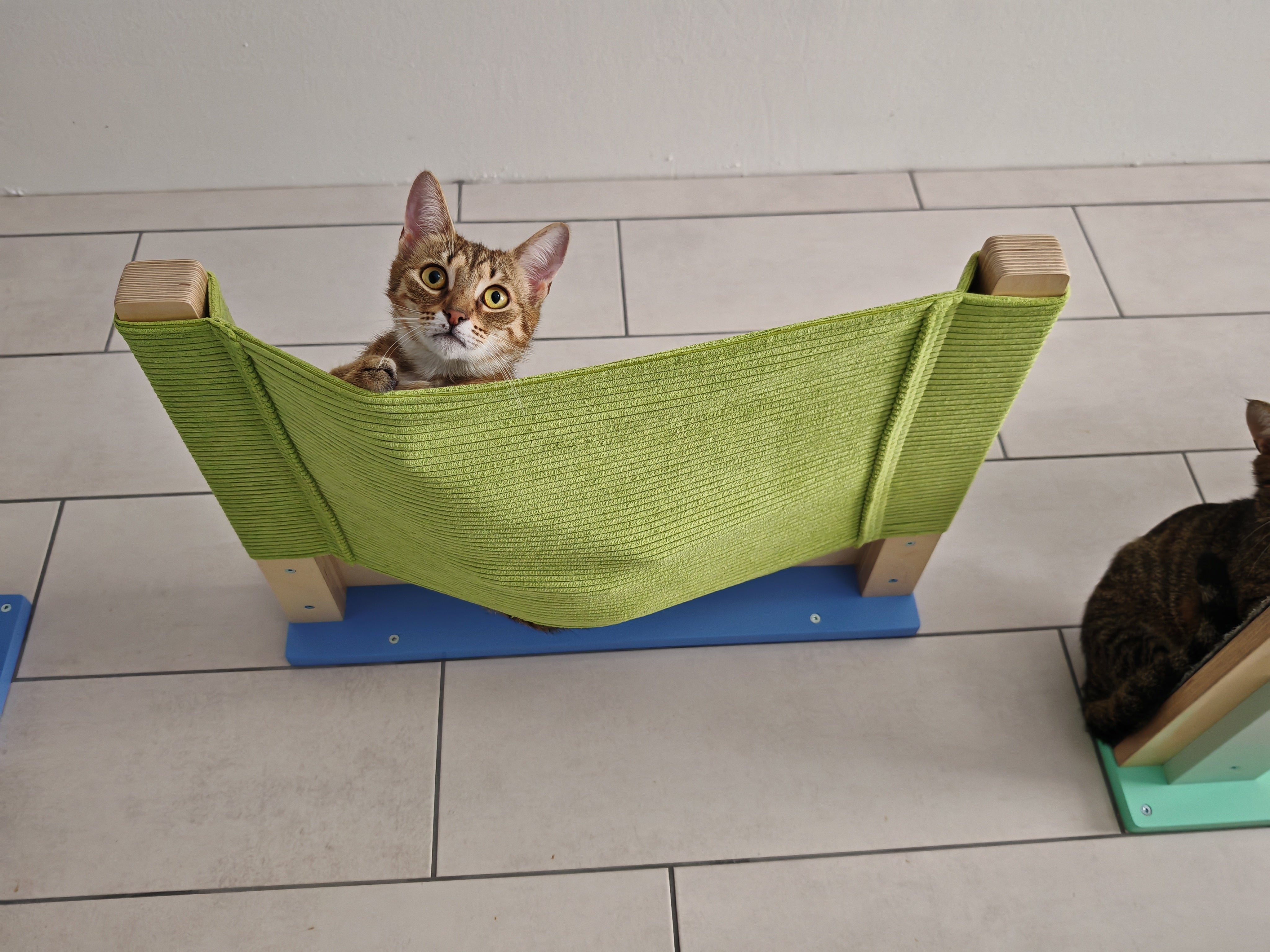 Cat Wall Shelf Bed Hammock - Wally ComboCot - Scratchy Things Premium Pet Furniture
