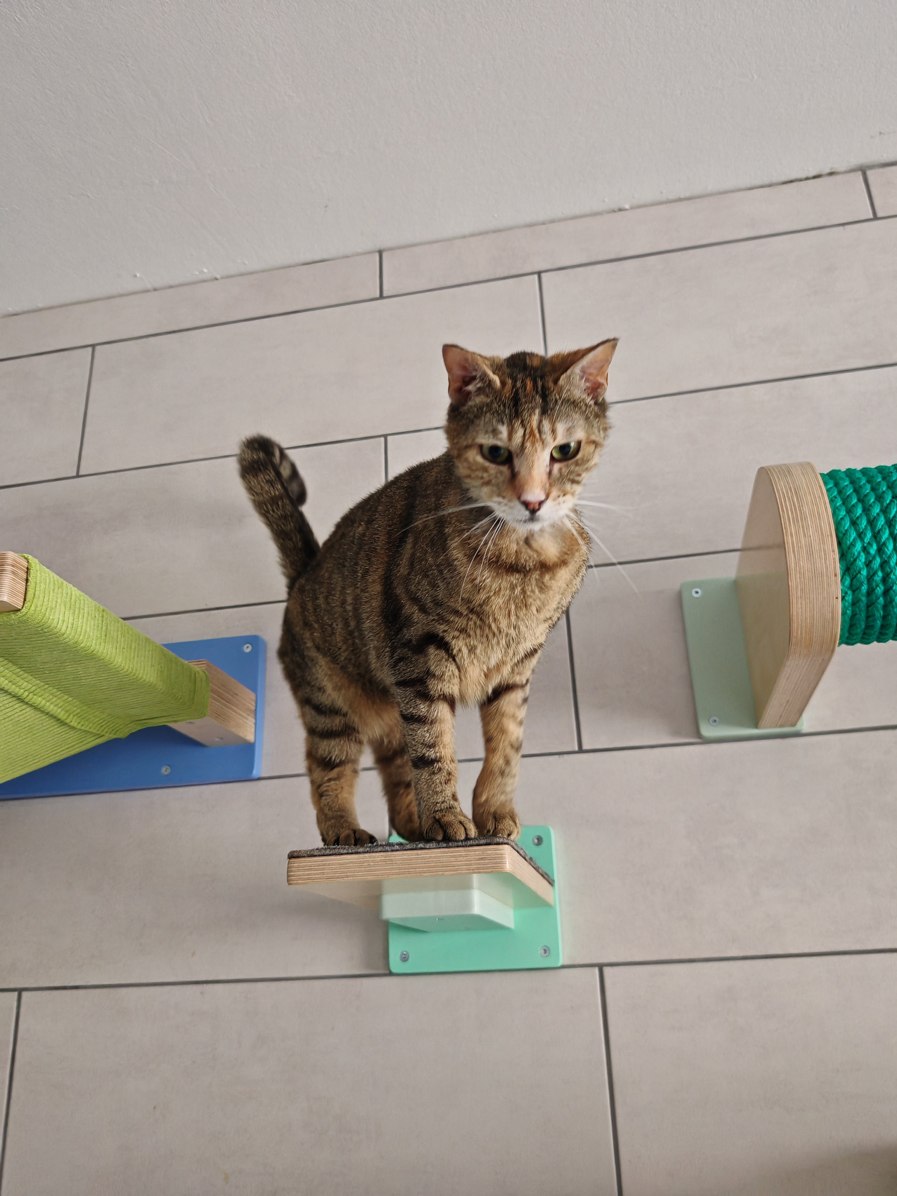 Car Wall Step Shelf - Wally 1-Step - Scratchy Things Premium Pet Furniture