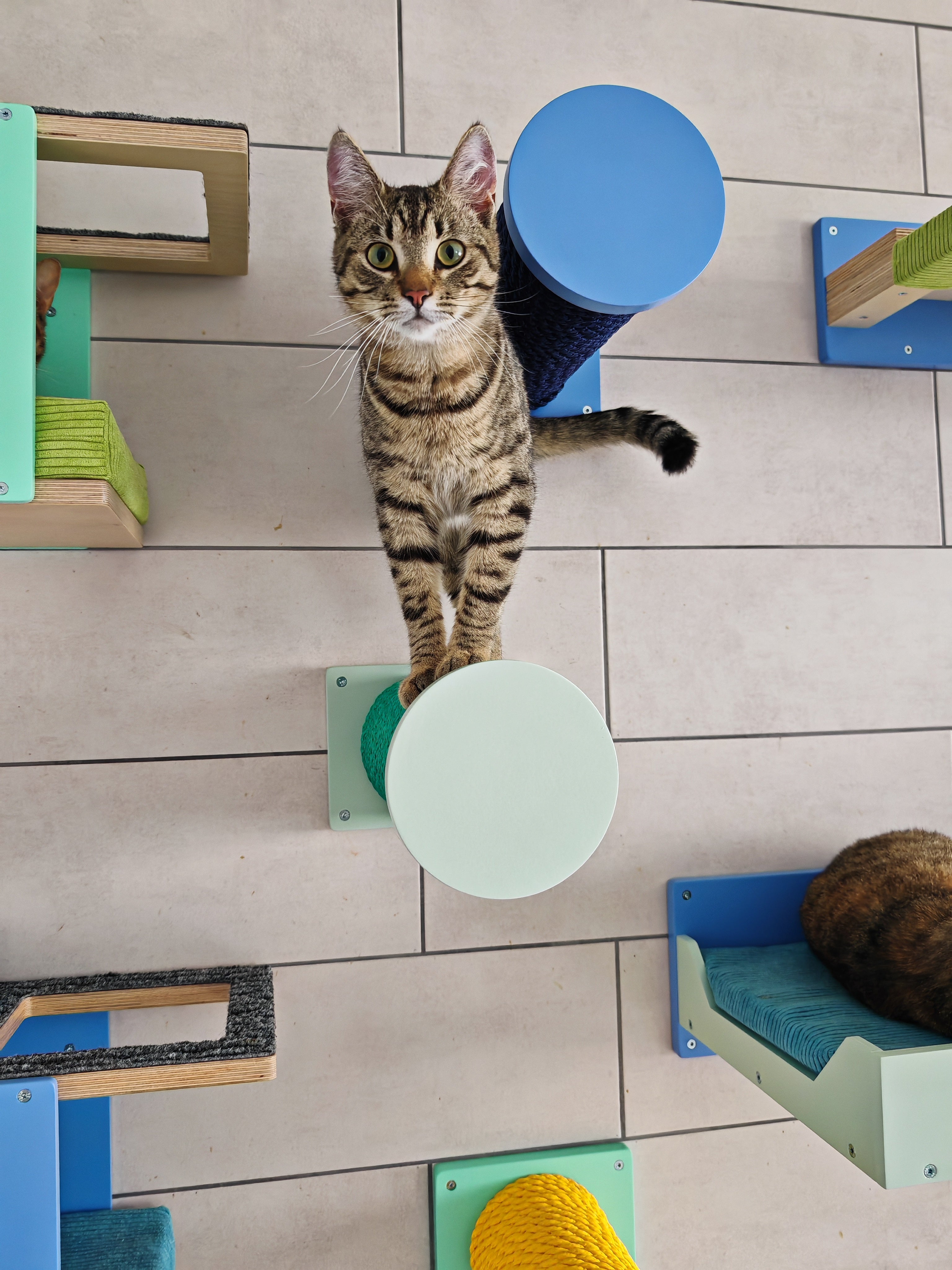 Cat Wall Scratching Pole Step Shelf - Wally Round Step - Scratchy Things Premium Pet Furniture