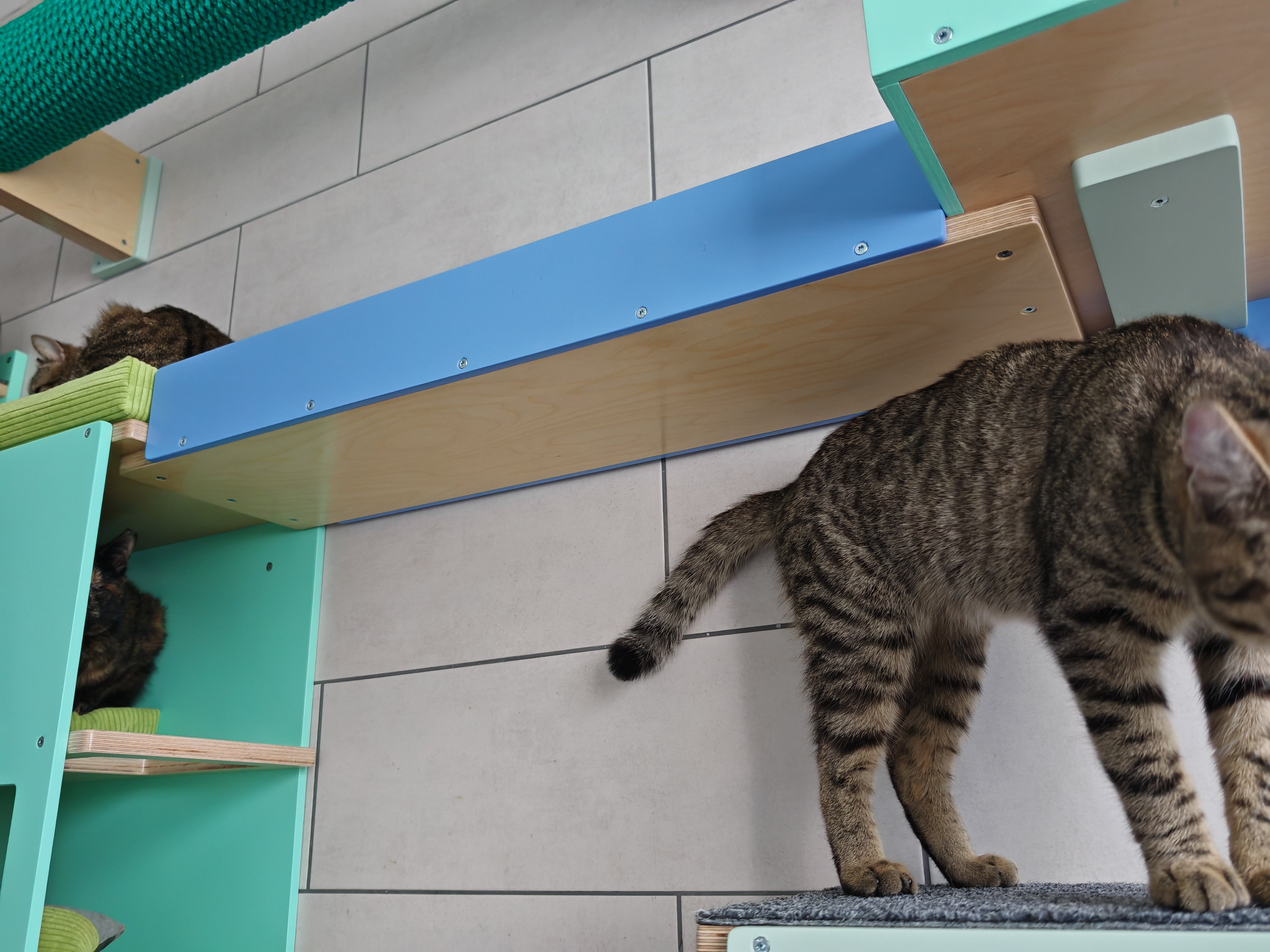 Cat Wall Bridge Ramp Shelf Step - Wally Path - Scratchy Things Premium Pet Furniture