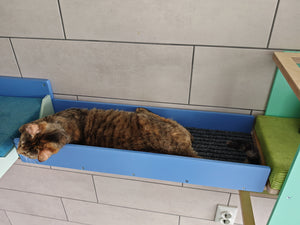 Cat Wall Bridge Ramp Shelf Step - Wally Path - Scratchy Things Premium Pet Furniture