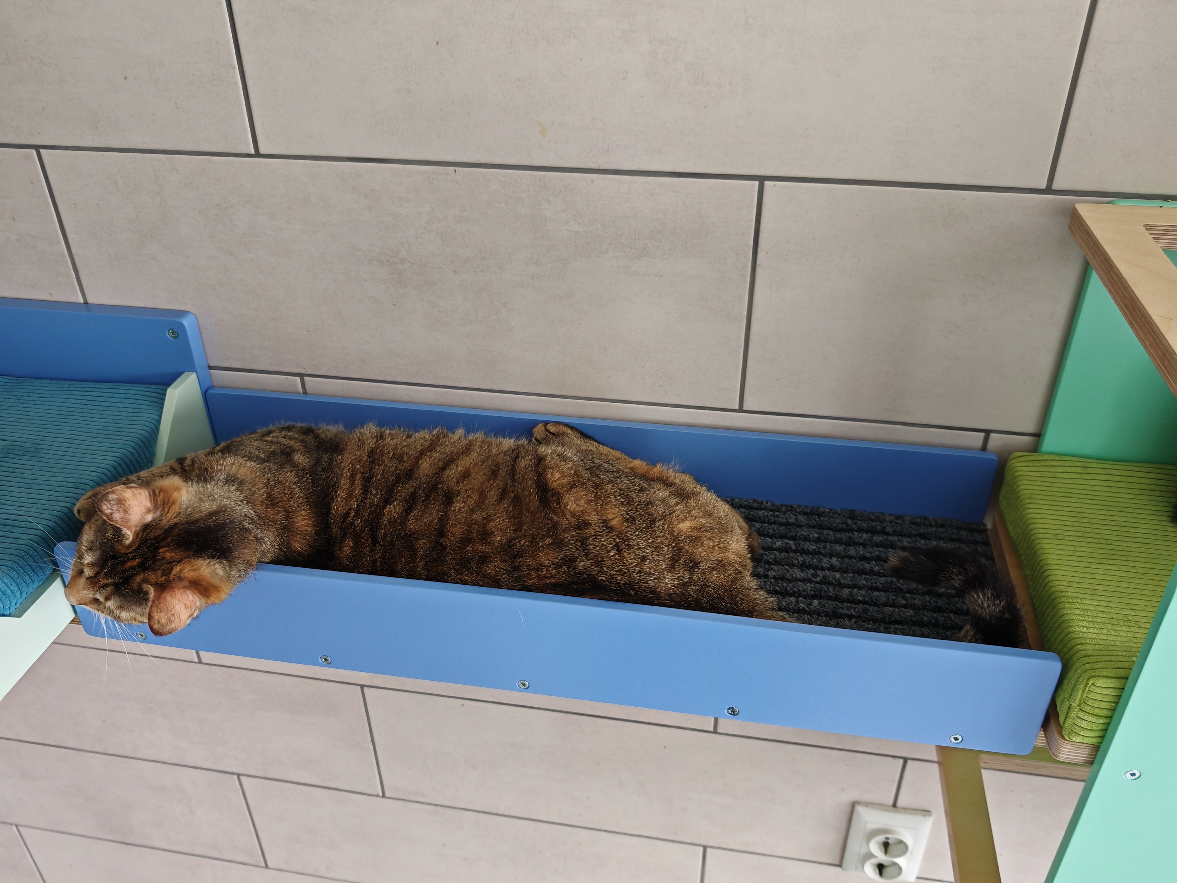 Cat Wall Bridge Ramp Shelf Step - Wally Path - Scratchy Things Premium Pet Furniture