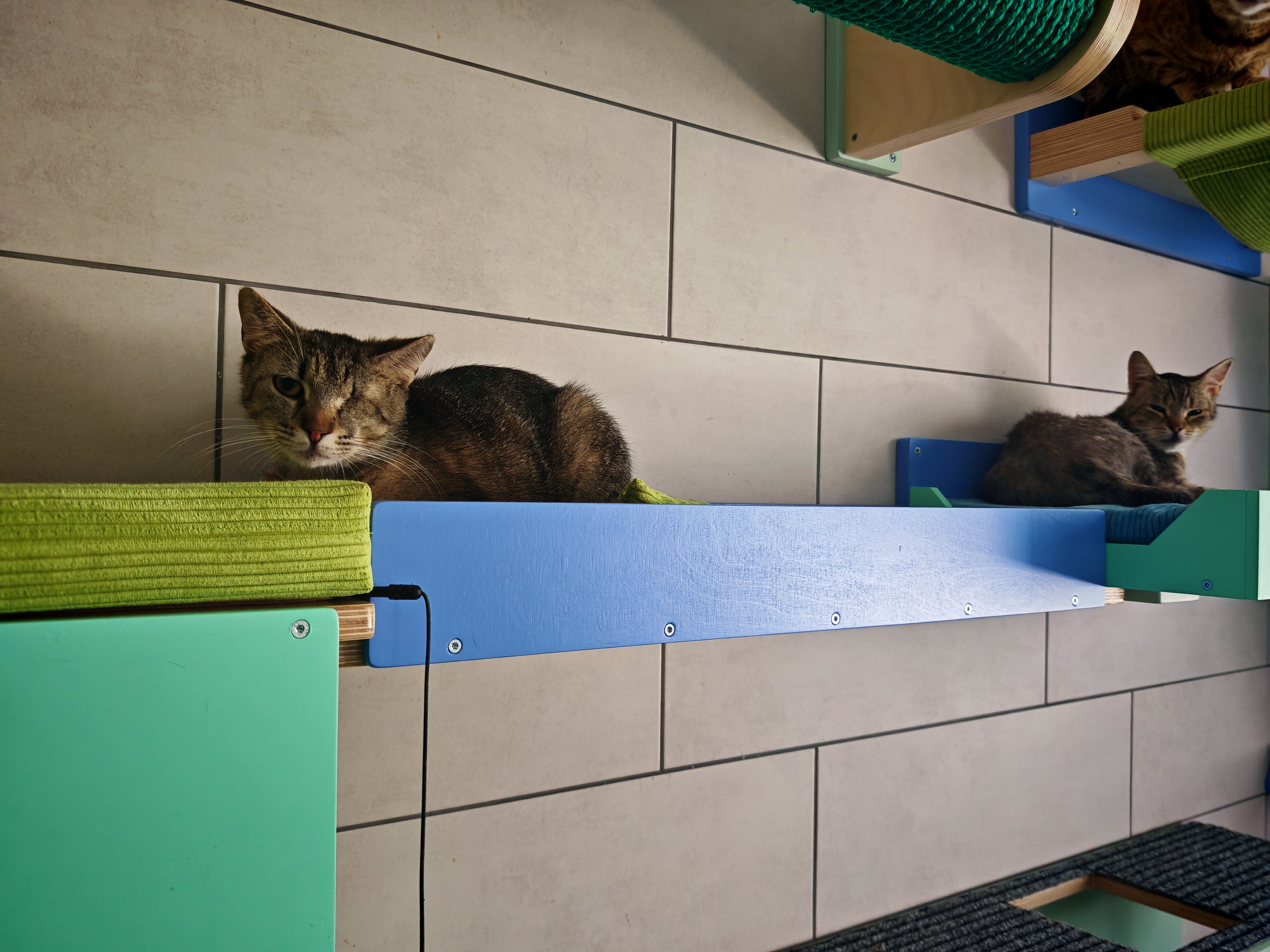 Cat Wall Bridge Ramp Shelf Step - Wally Path - Scratchy Things Premium Pet Furniture