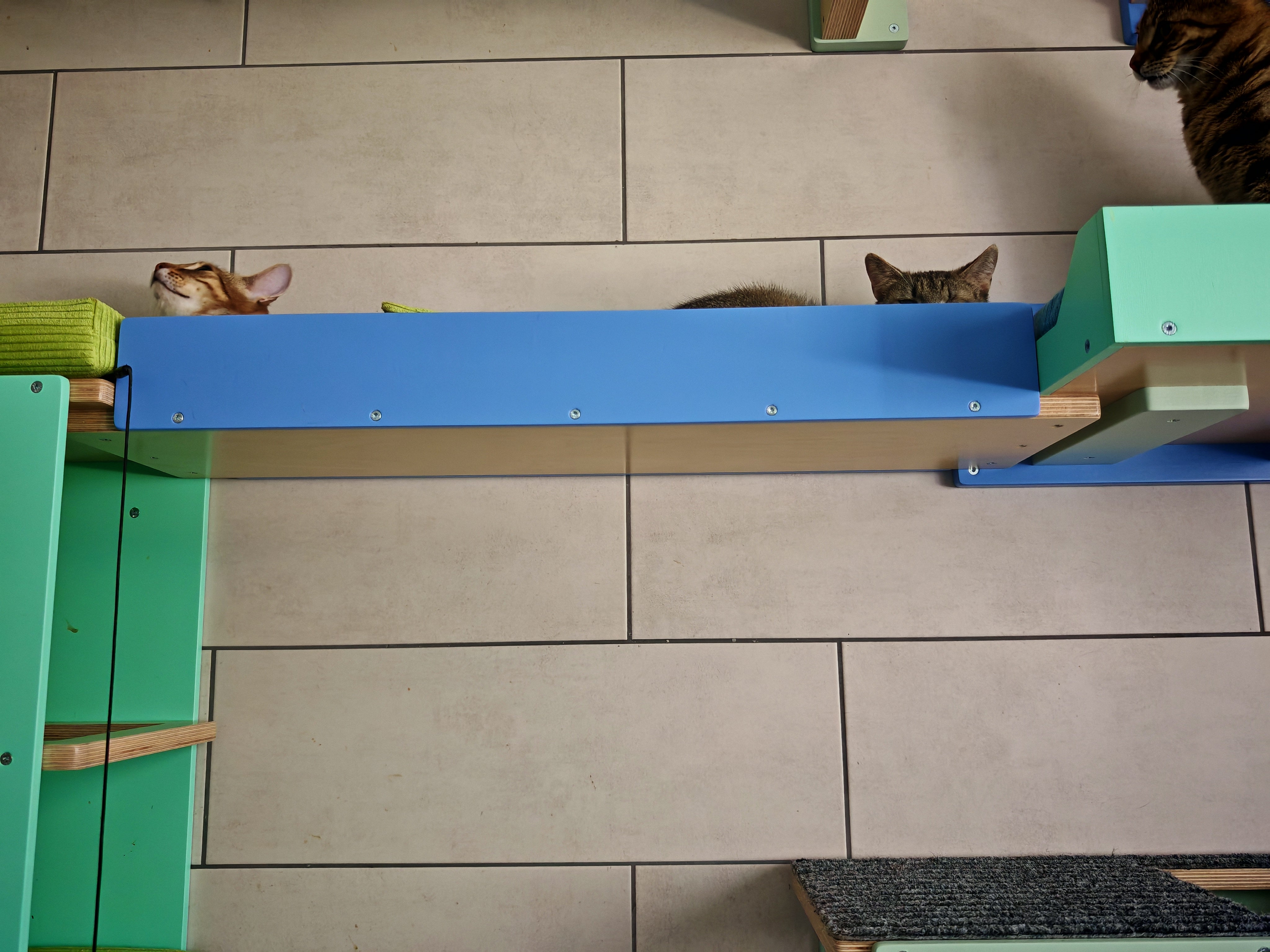 Cat Wall Bridge Ramp Shelf Step - Wally Path - Scratchy Things Premium Pet Furniture
