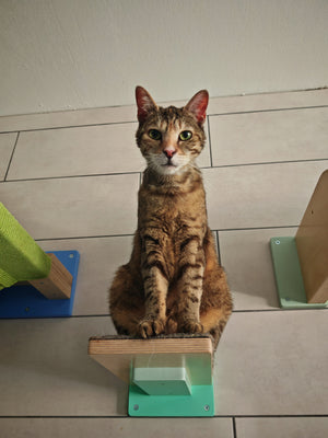 Car Wall Step Shelf - Wally 1-Step - Scratchy Things Premium Pet Furniture