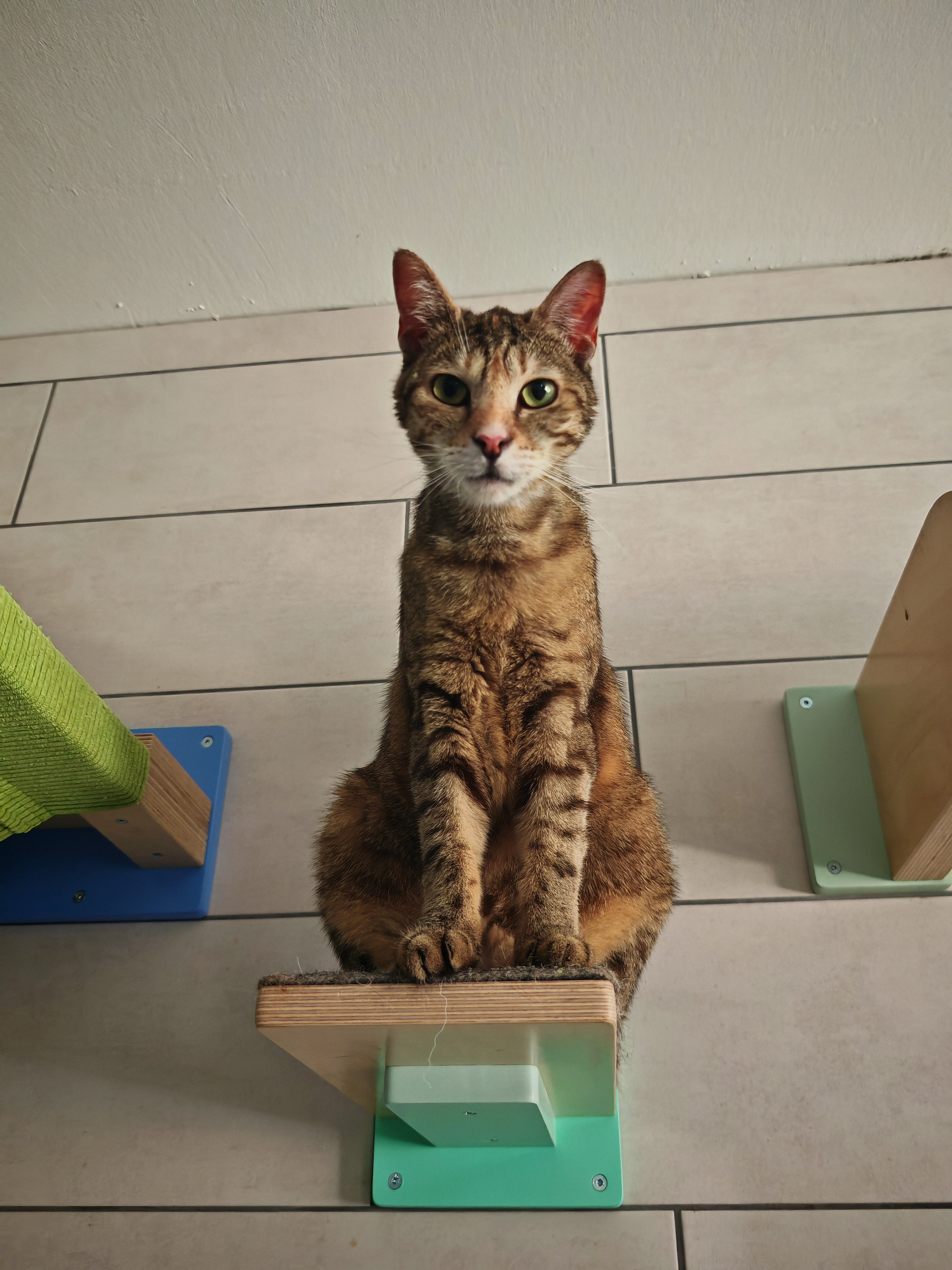 Car Wall Step Shelf - Wally 1-Step - Scratchy Things Premium Pet Furniture