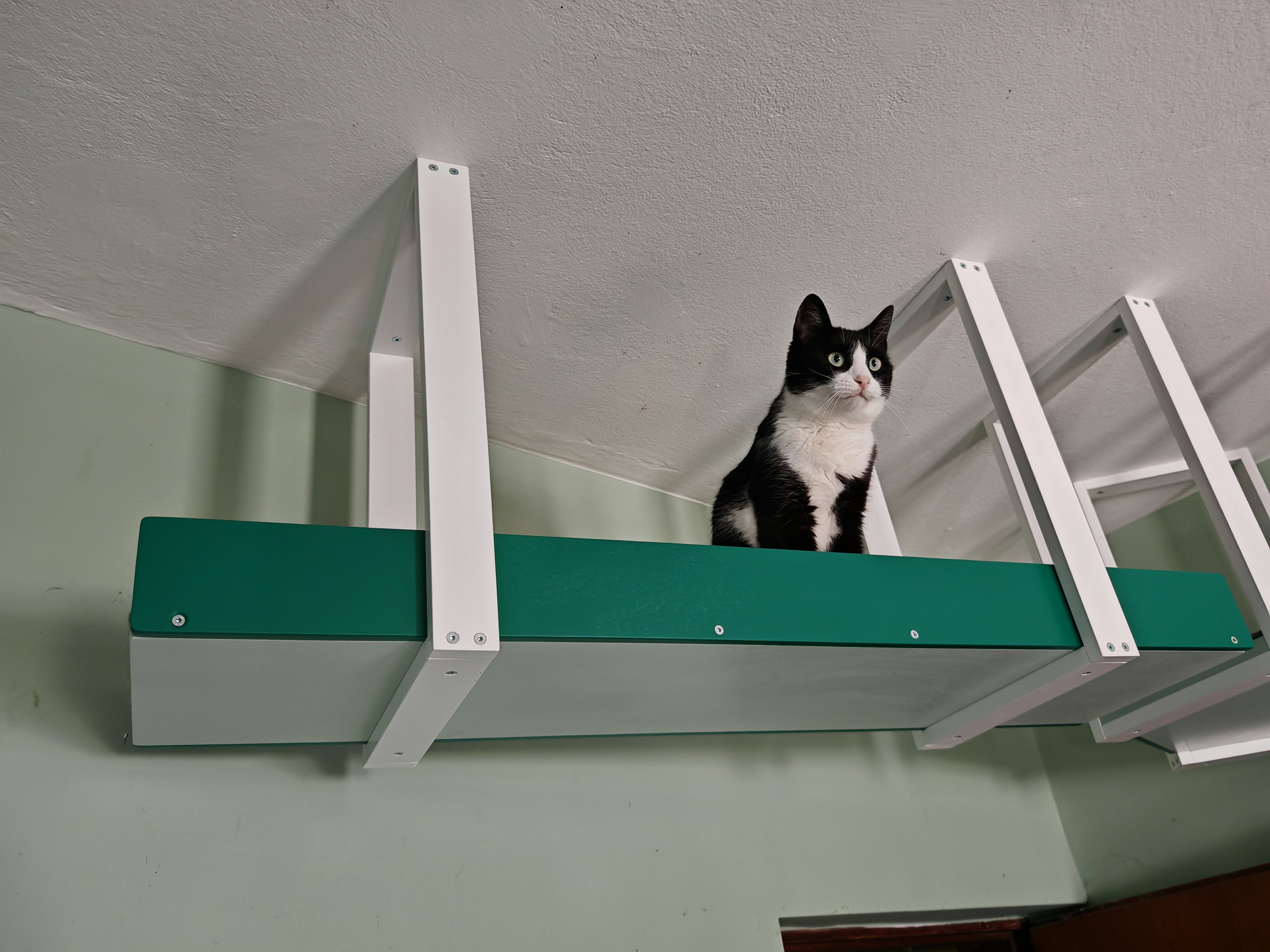Wally Skyway - ceiling mounted cat shelf, feline highway, walkway