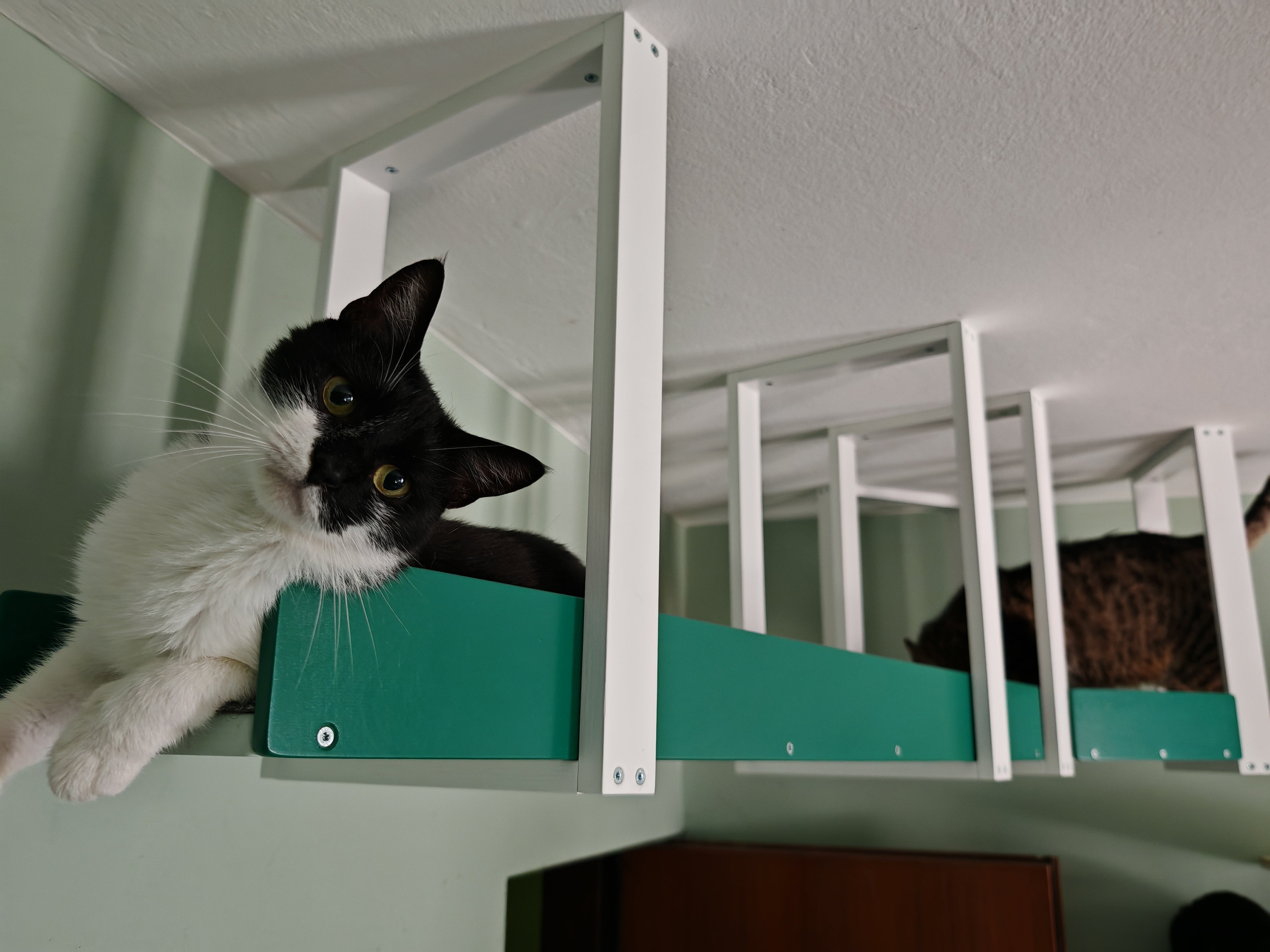 Wally Skyway - ceiling mounted cat shelf, feline highway, walkway